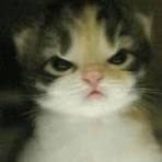 user avatar image for Pistkitty