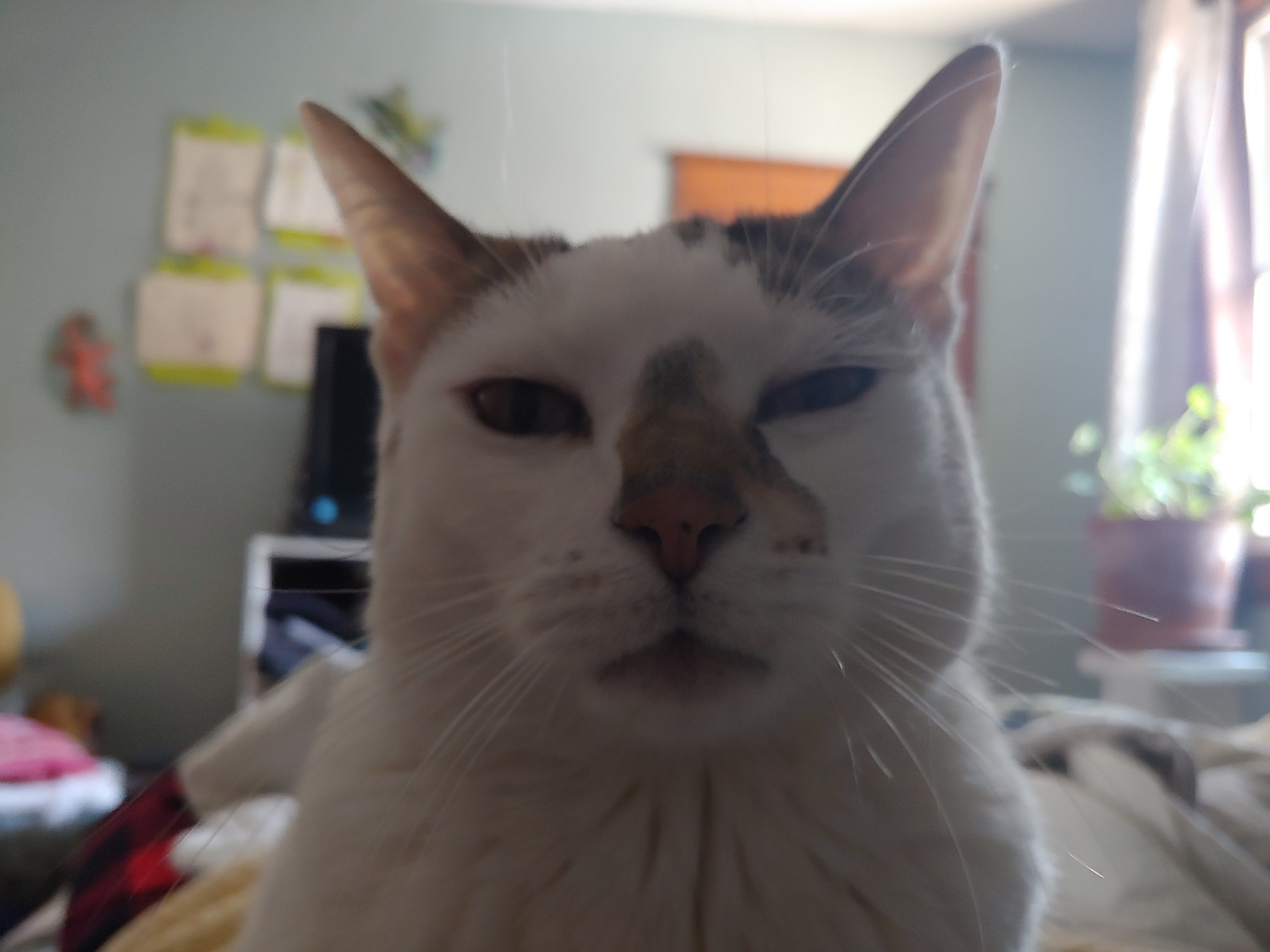 user avatar image for DOLA