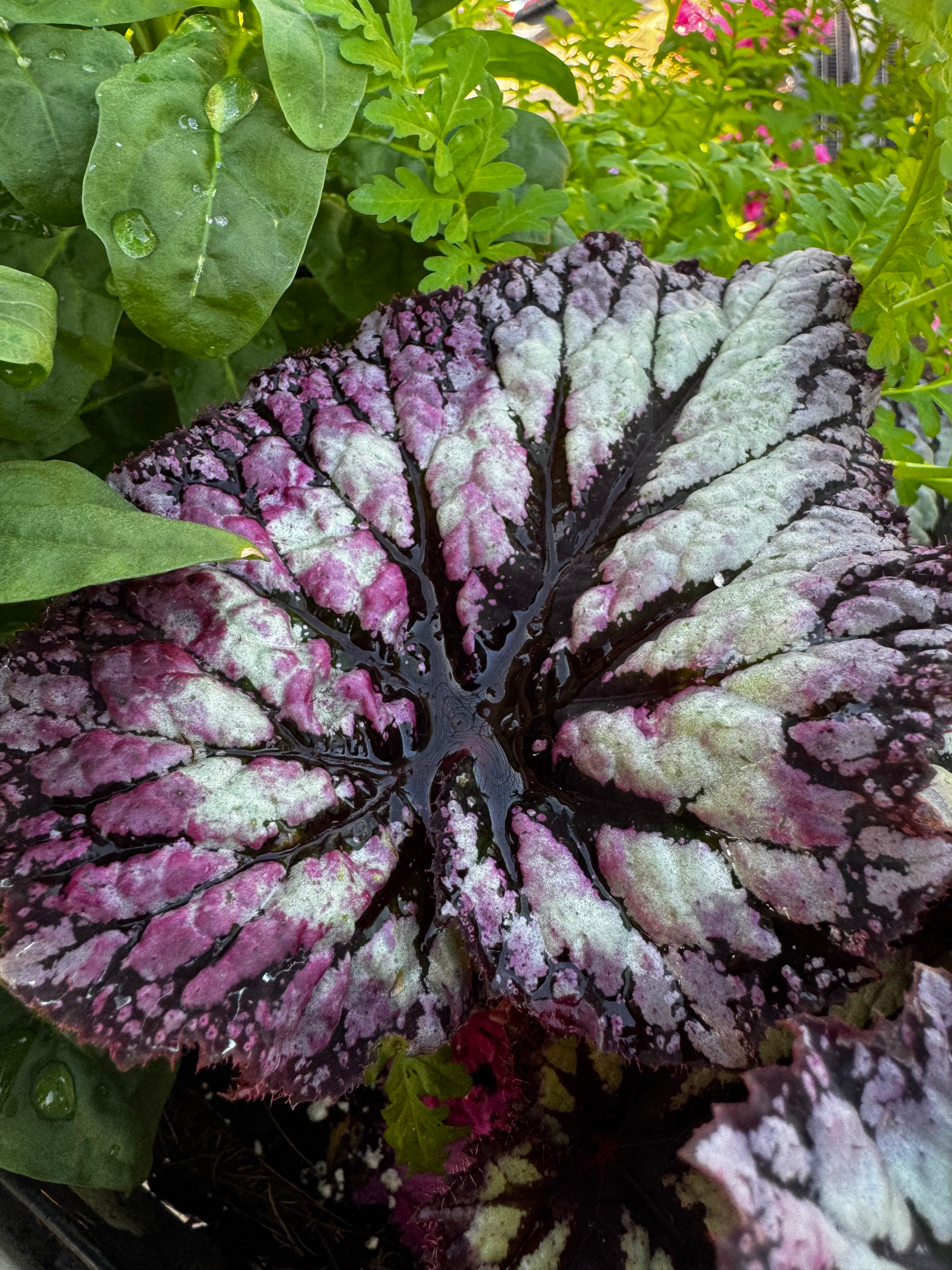 user avatar image for PurpleNebula