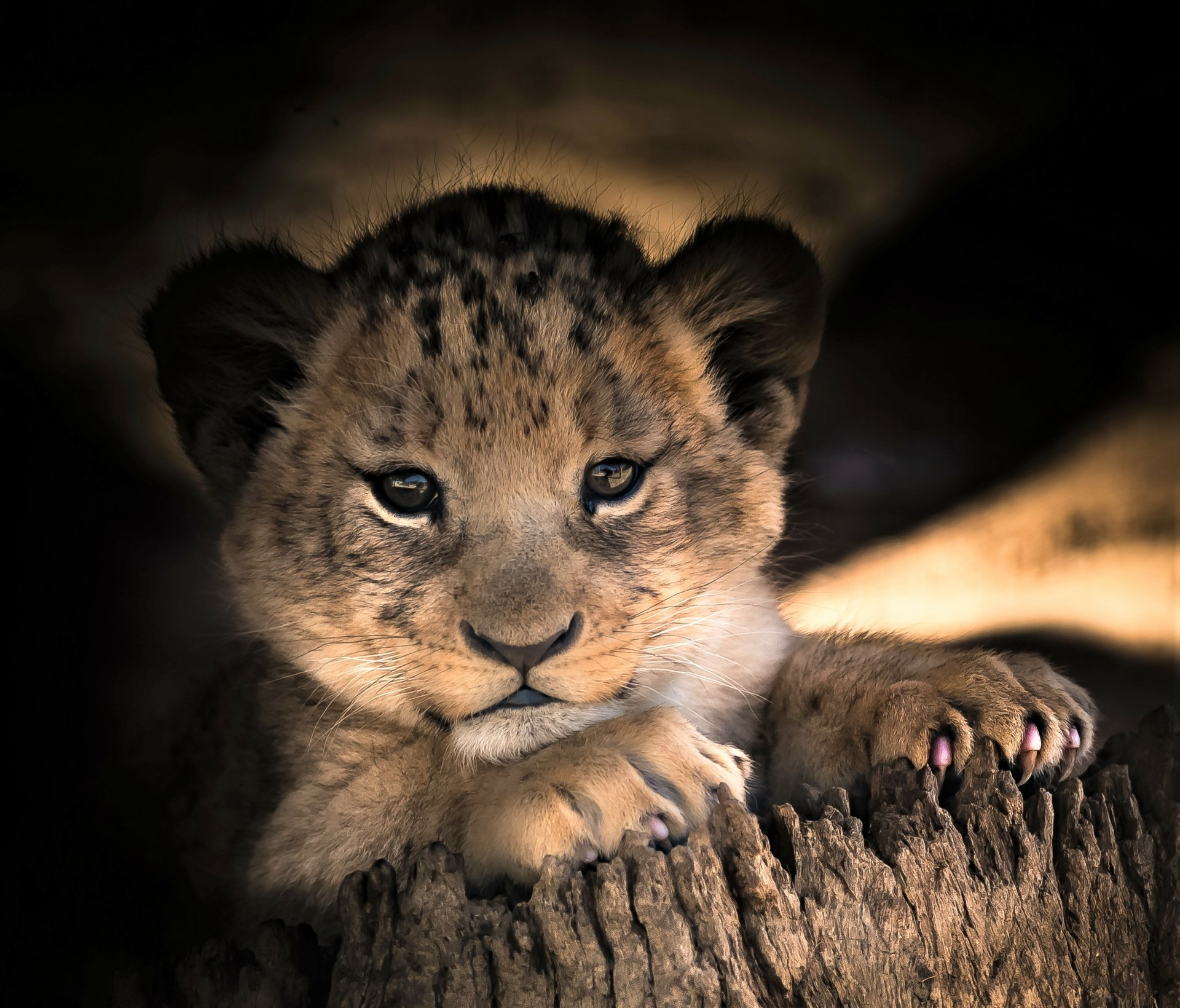 user avatar image for katphin