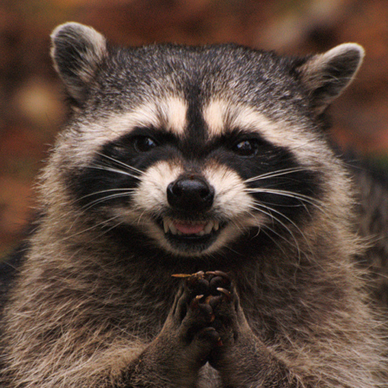 user avatar image for Dillon Harrigan