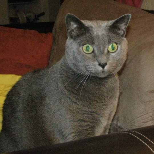 user avatar image for BusyBusyPanda