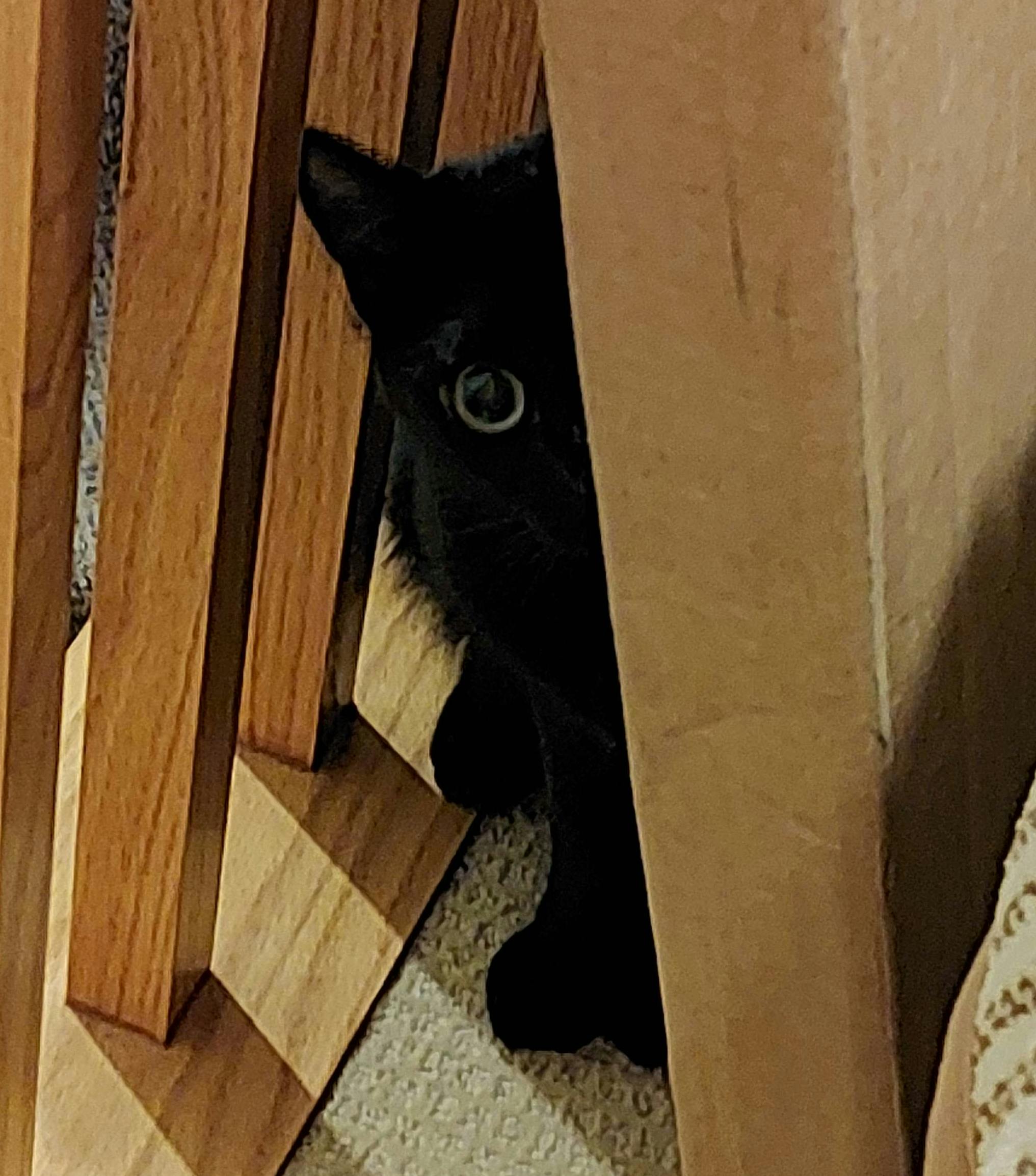 user avatar image for pinkkitty54