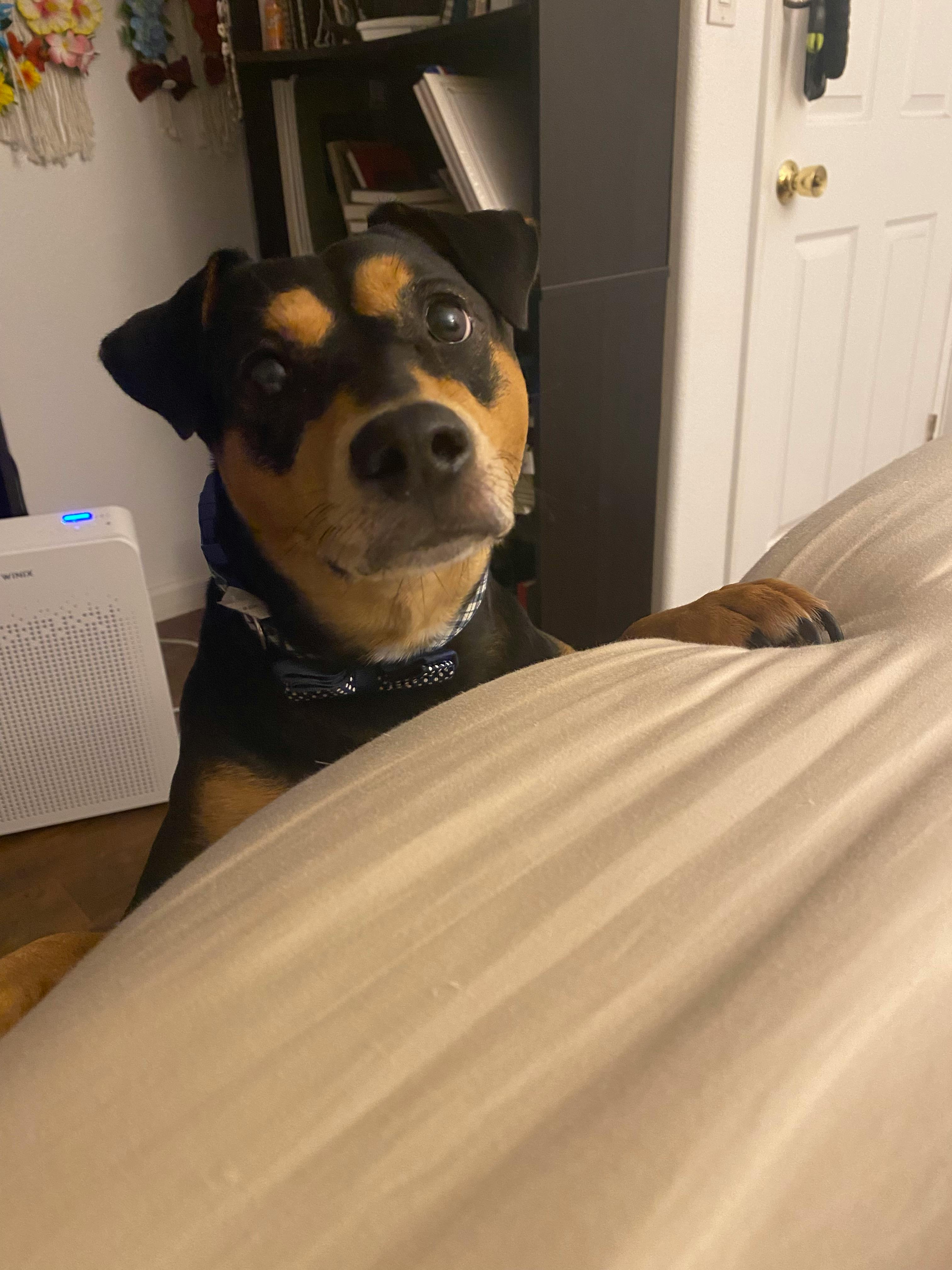 user avatar image for Sujebi