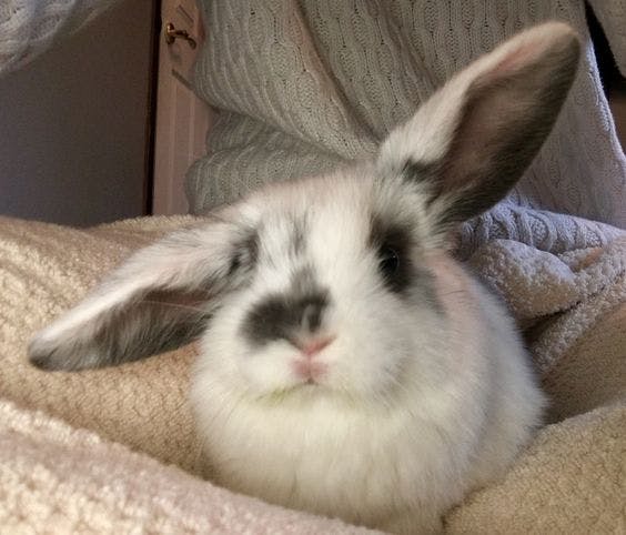 user avatar image for Bunny