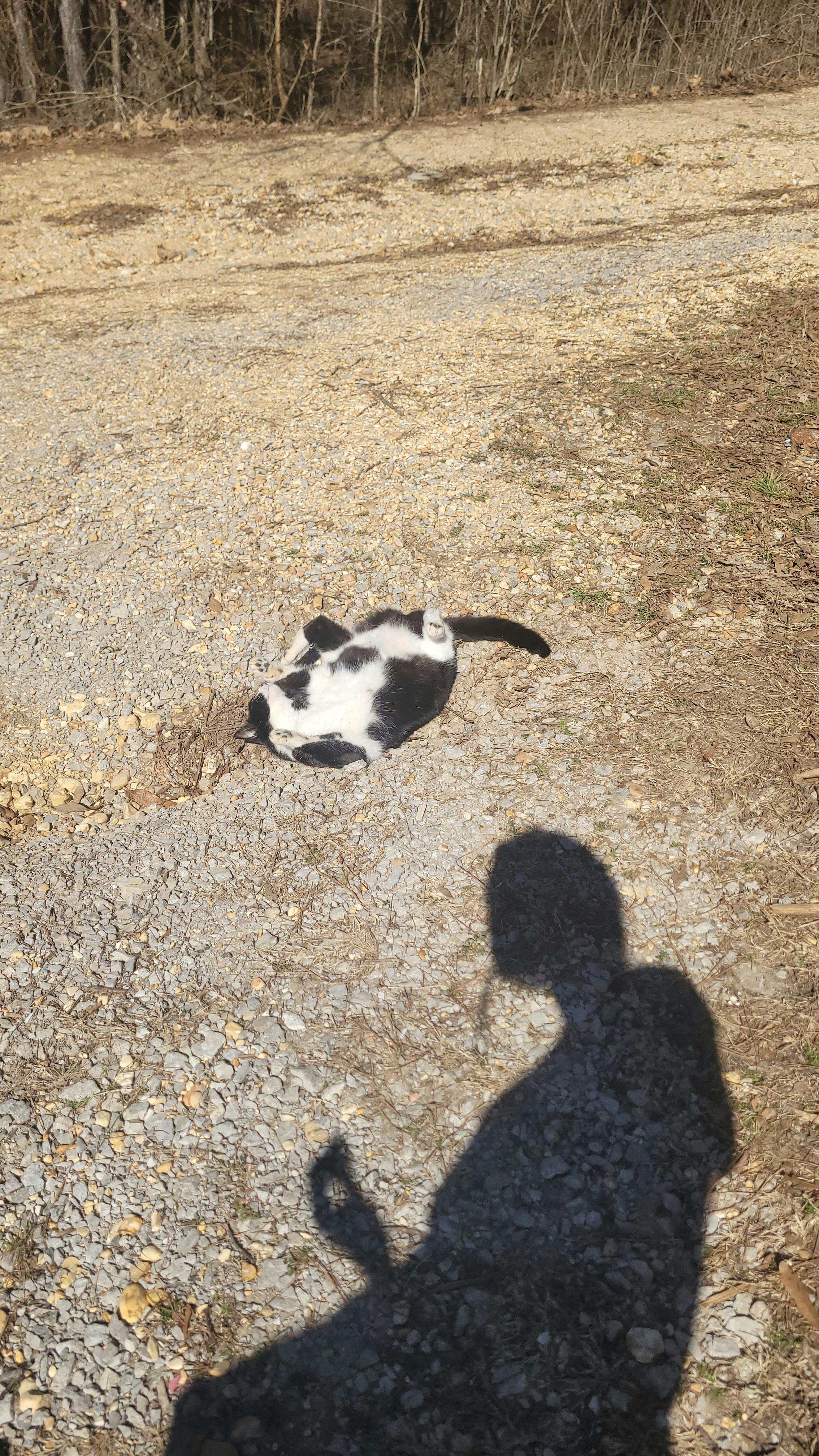 user avatar image for Destiny