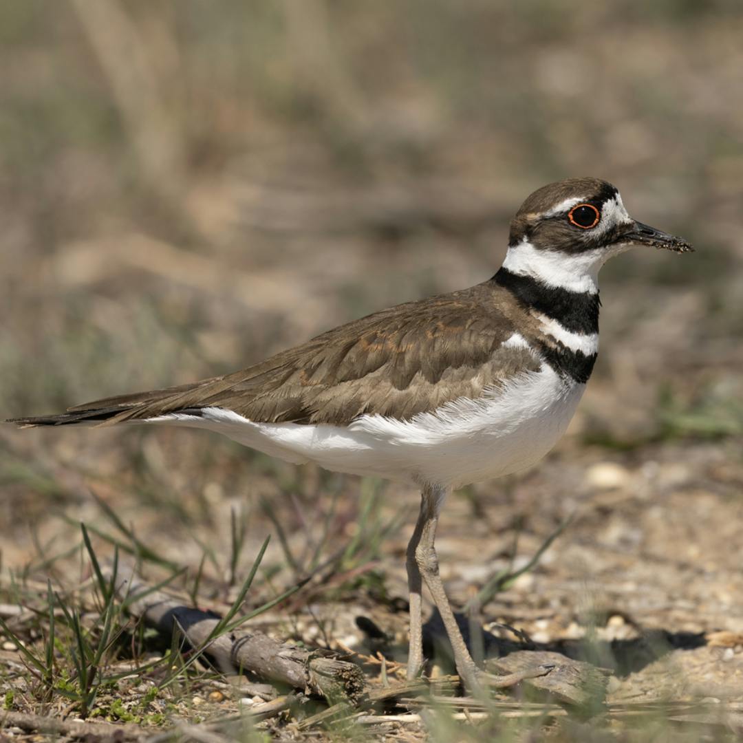 Killdeer