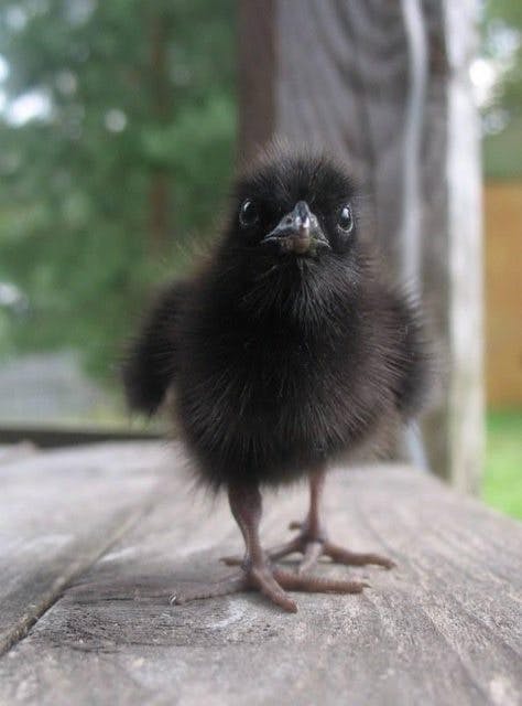 1. this baby