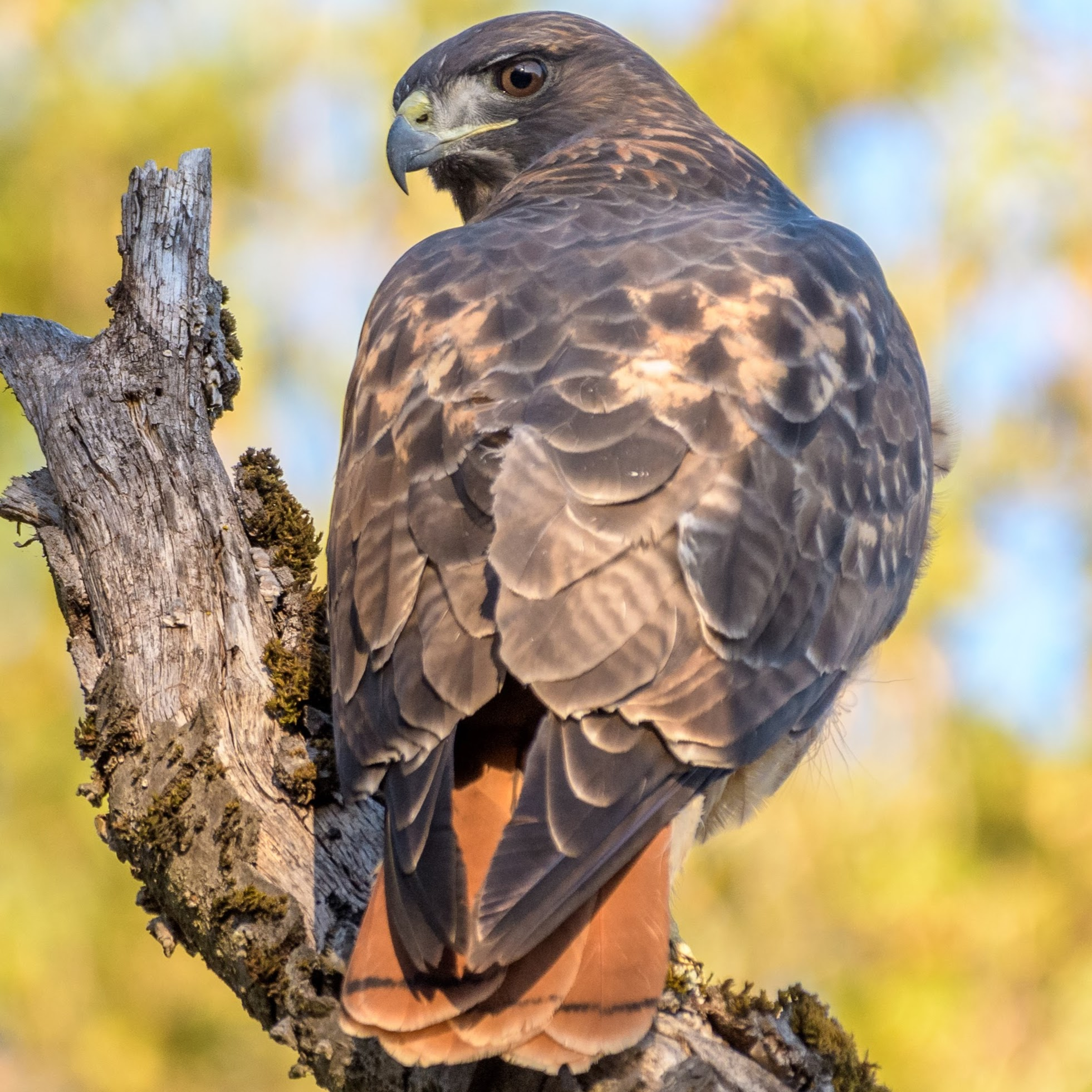 user avatar image for actualhawk