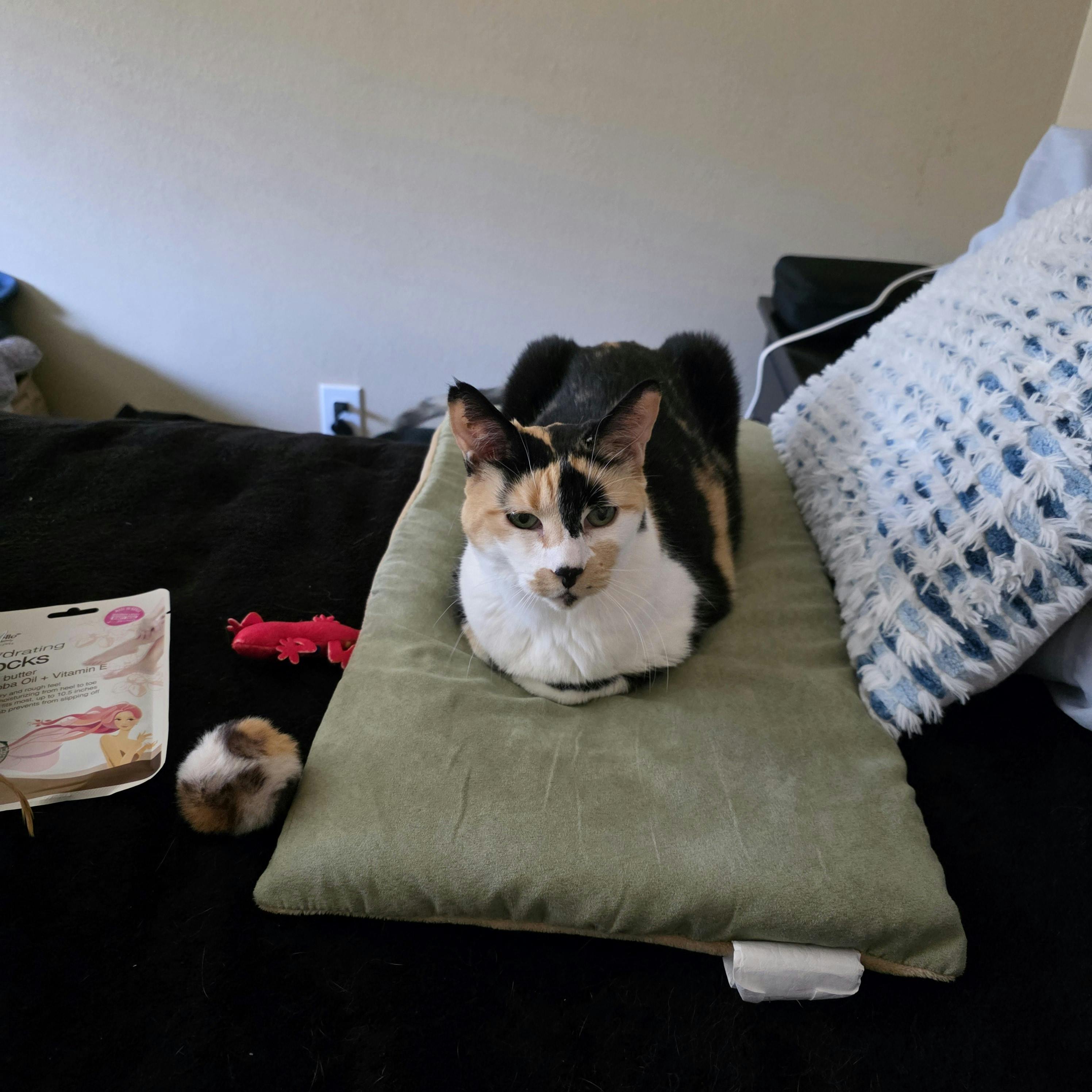 user avatar image for MaddoxSkye