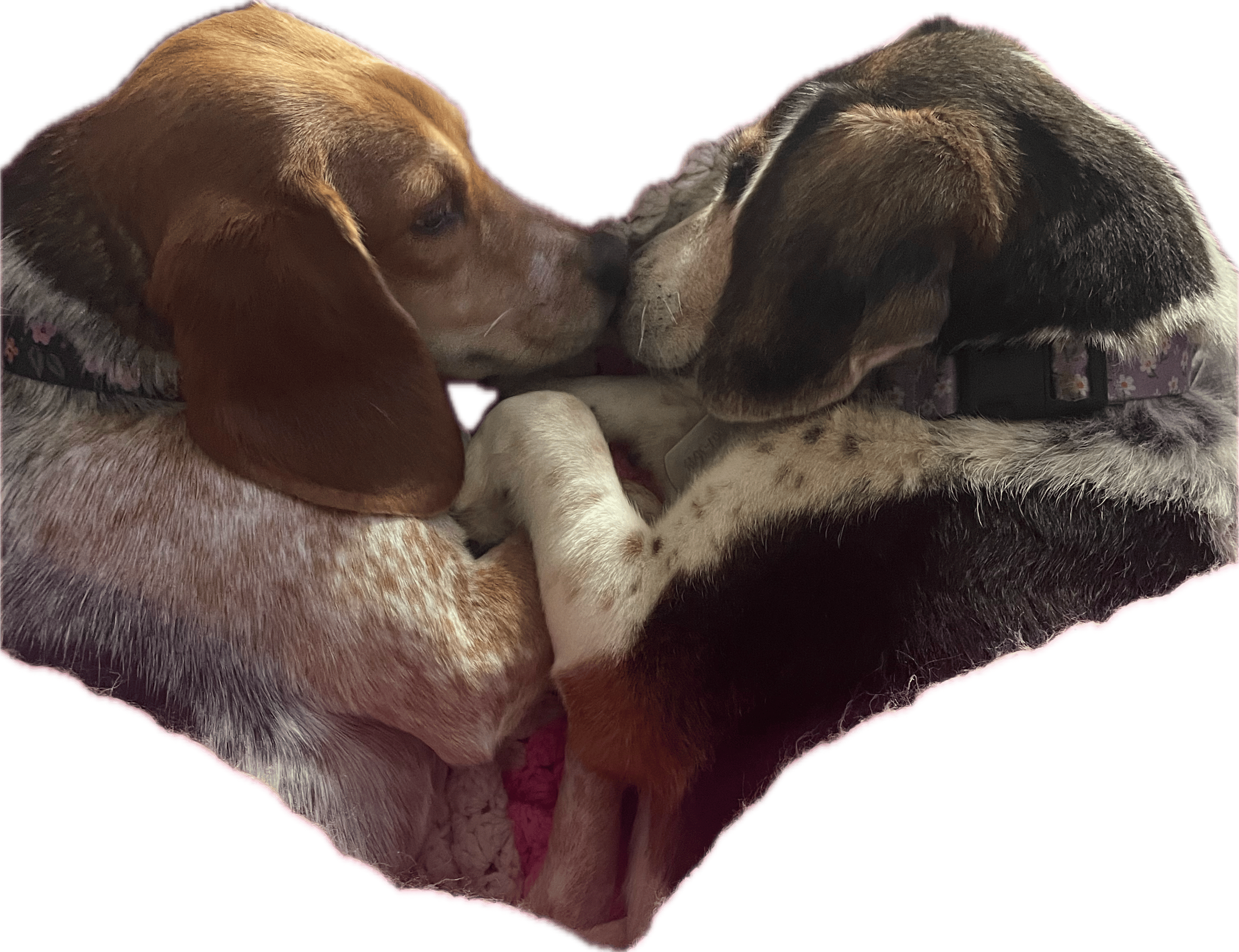 user avatar image for Krista