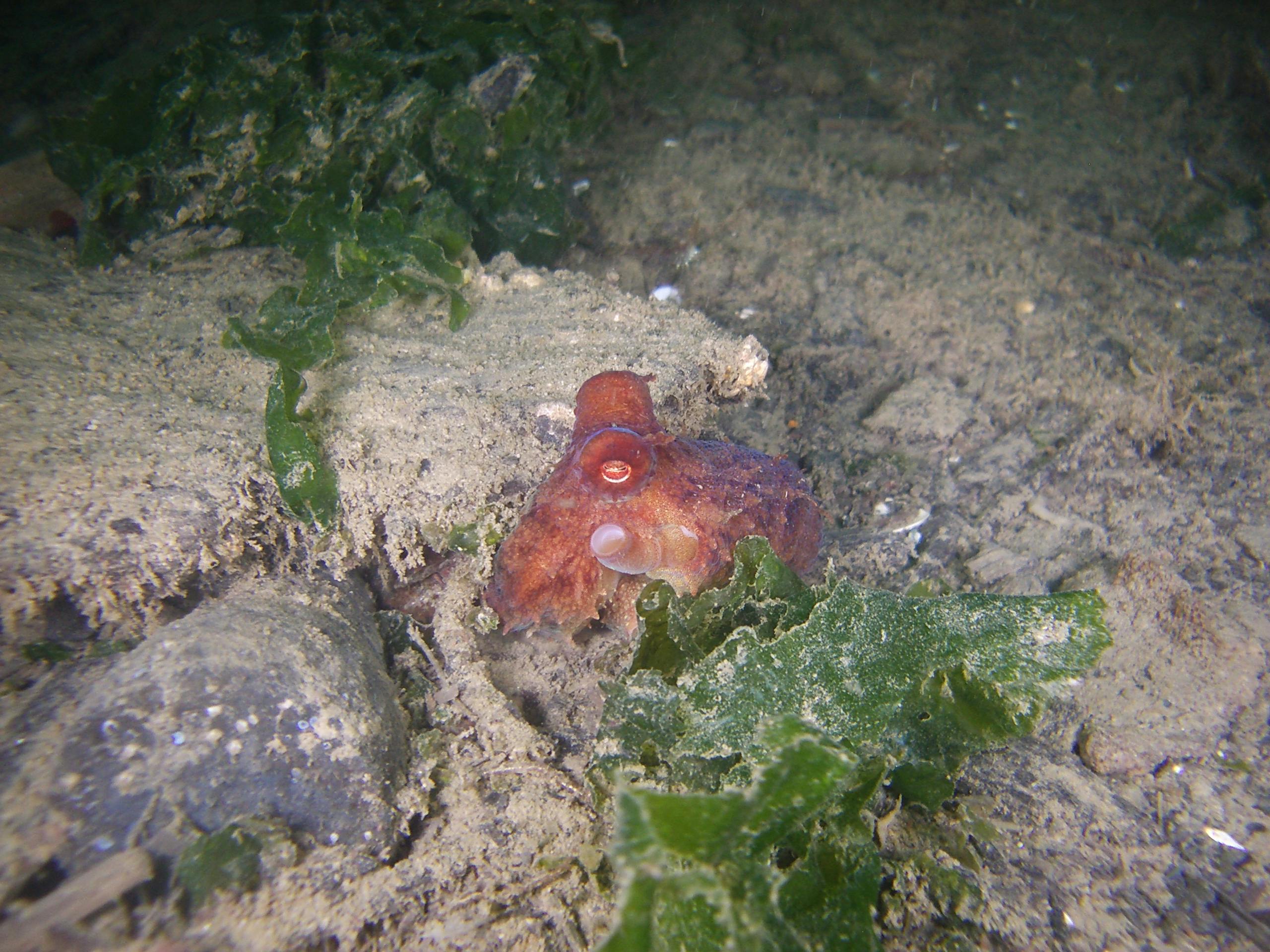 user avatar image for DiverGuy