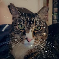 user avatar image for ShyFireDragon33