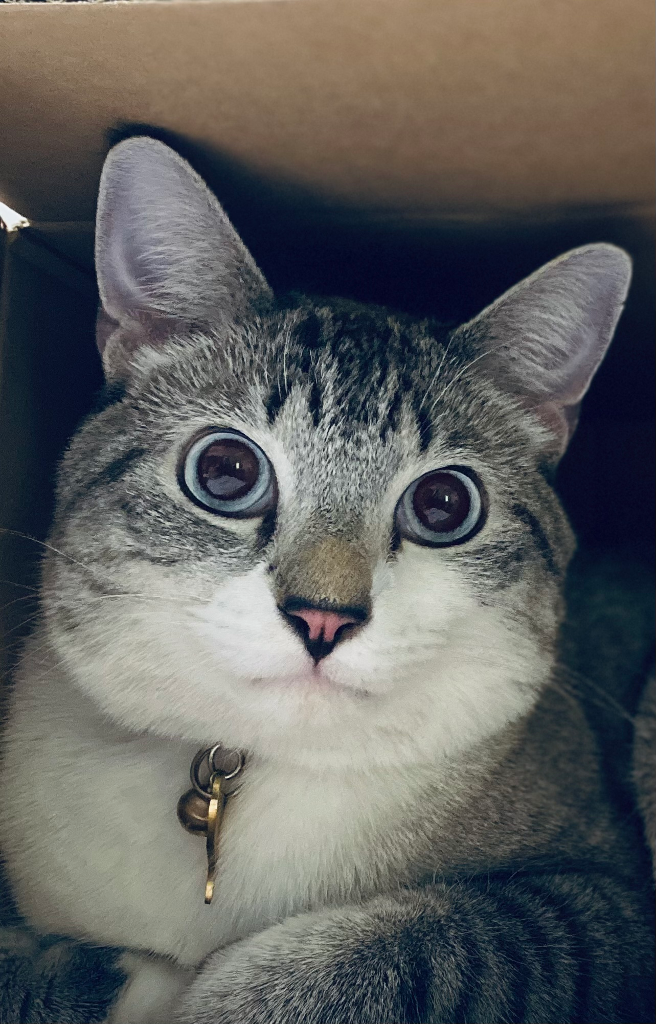 user avatar image for AliKaiSeri