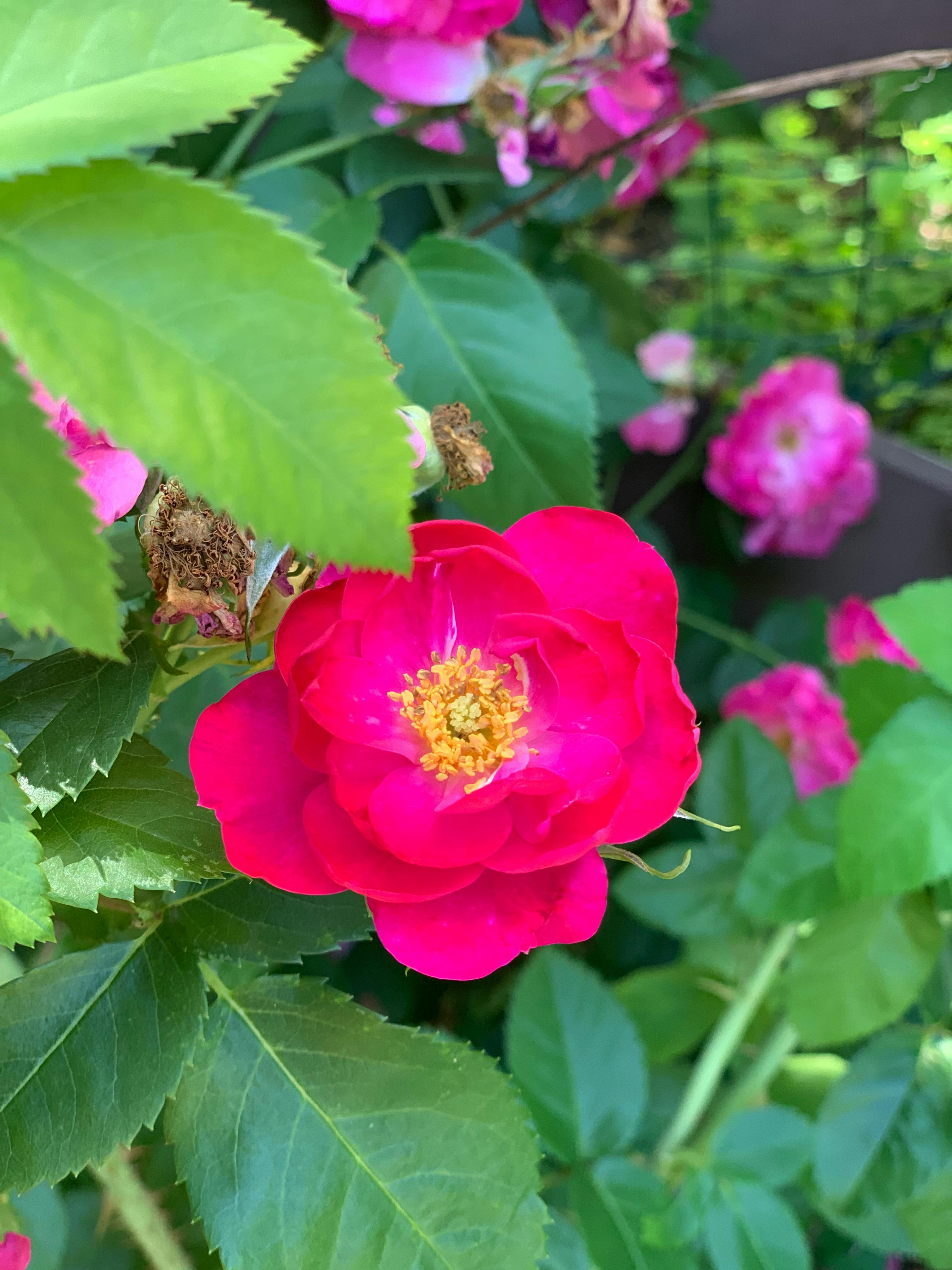 user avatar image for Flowers