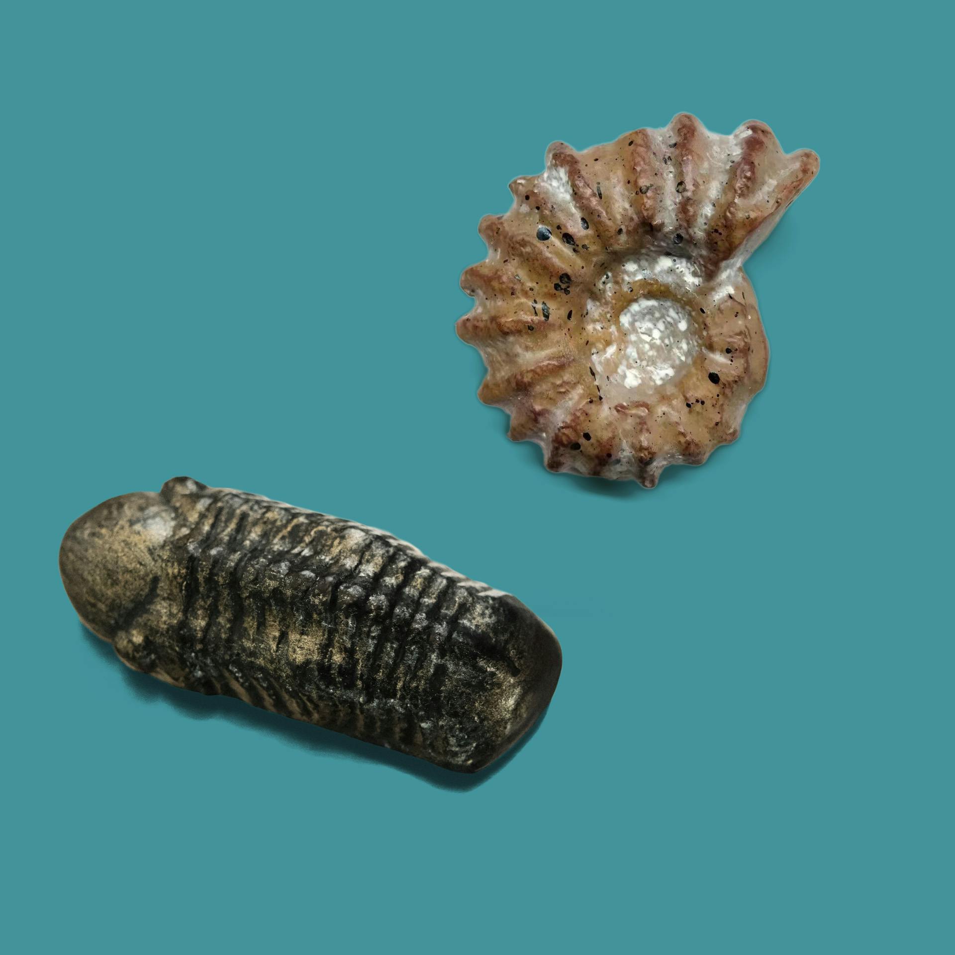 Eons Trilobite and Ammonite Refrigerator Magnet