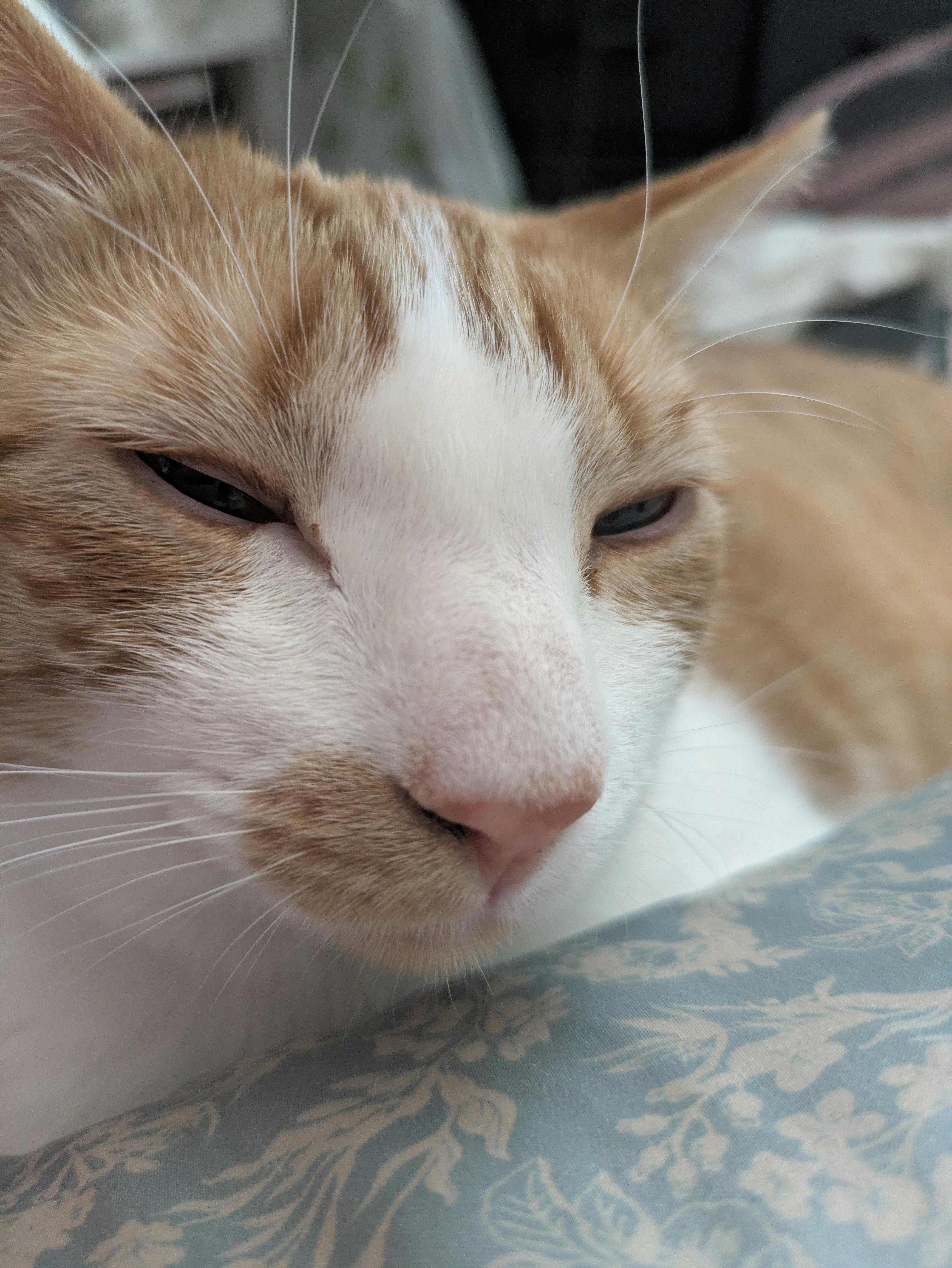 user avatar image for Mirai