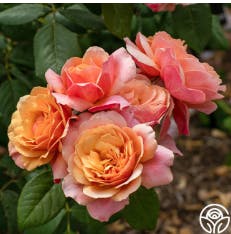 user avatar image for R. Jones