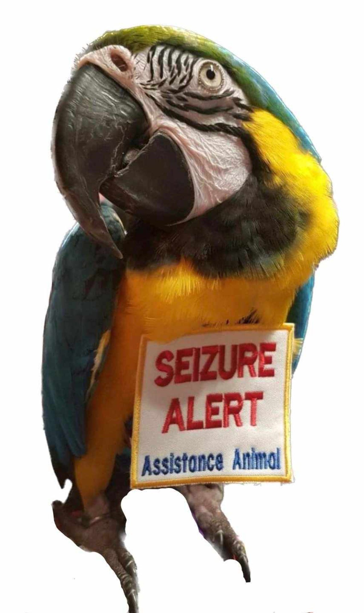 user avatar image for Dr Alicia & A.A. TIBERIUS