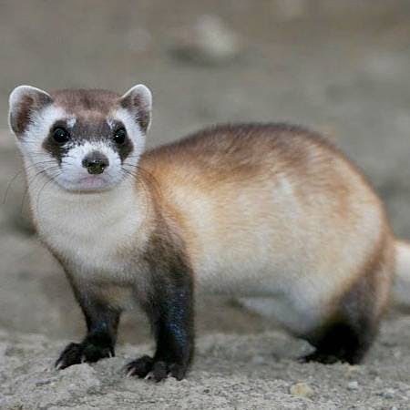 Black-footed Ferret