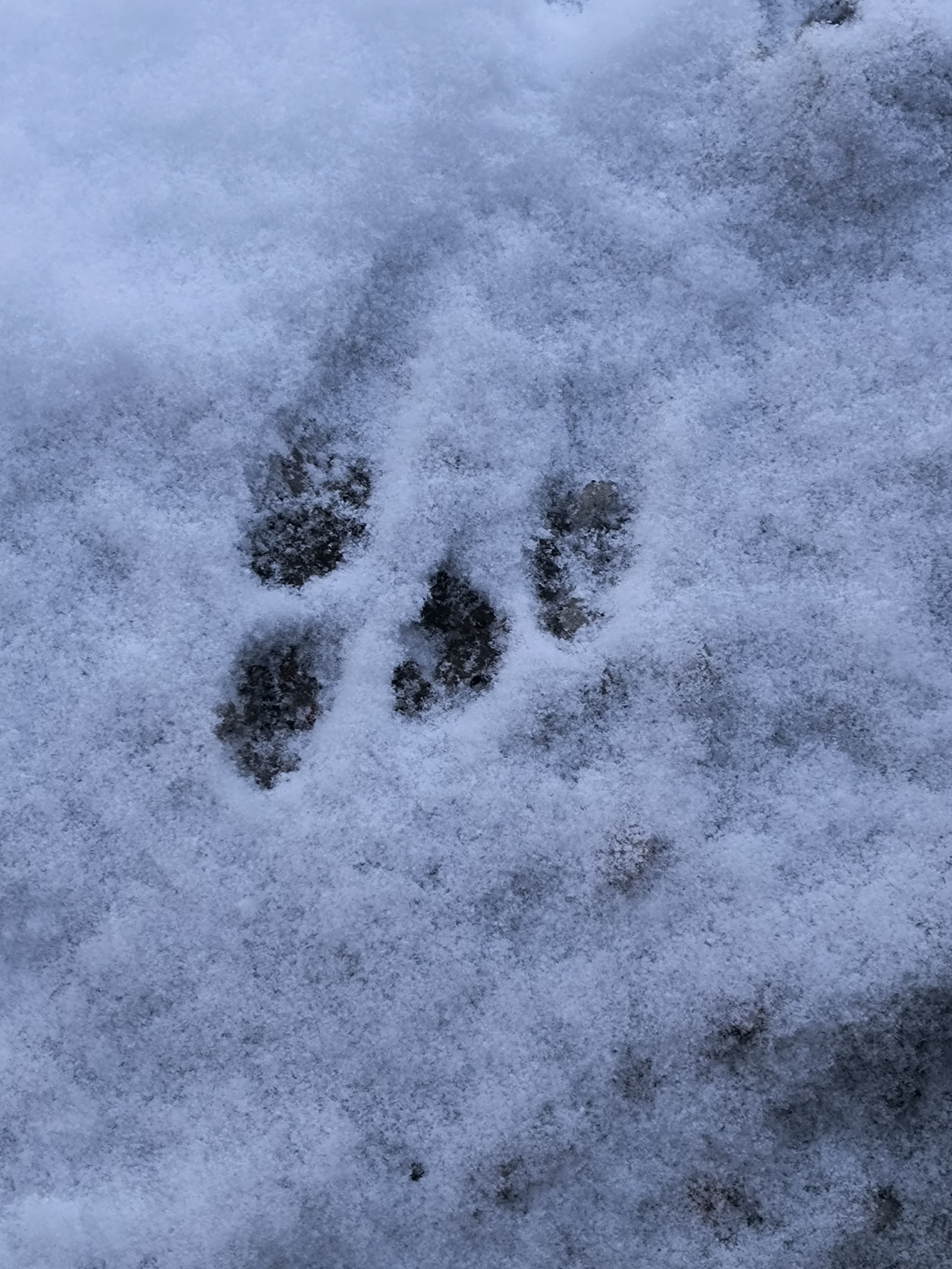 user avatar image for Tanya Simoneau