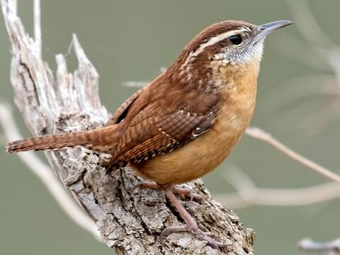 user avatar image for WrenMTN
