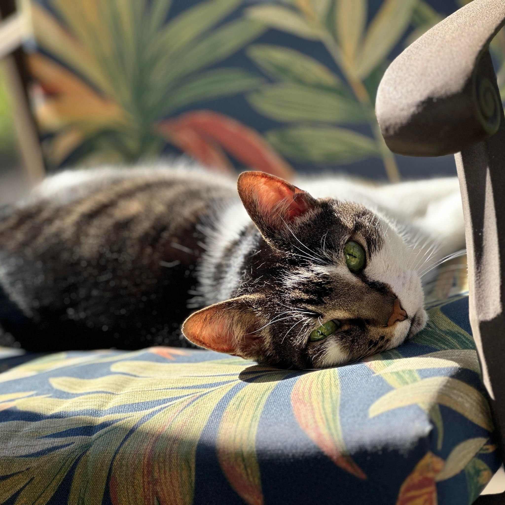 user avatar image for Merissa Lawson