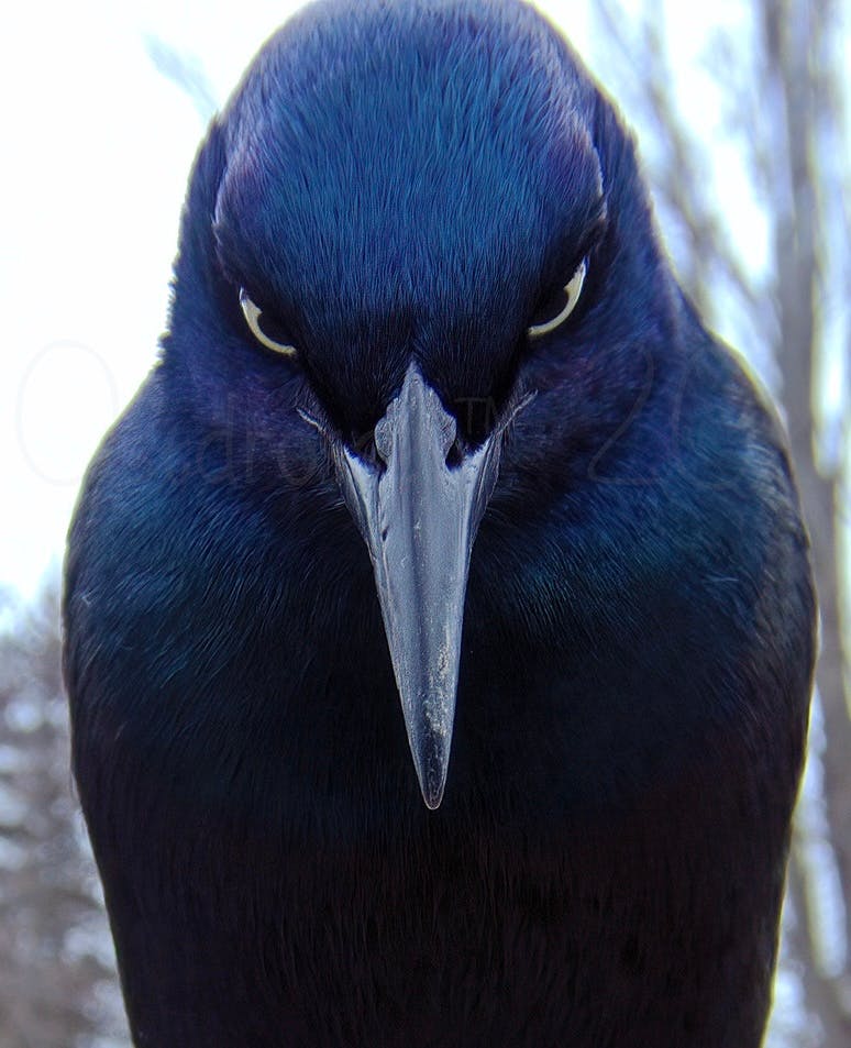 user avatar image for MadGrackle