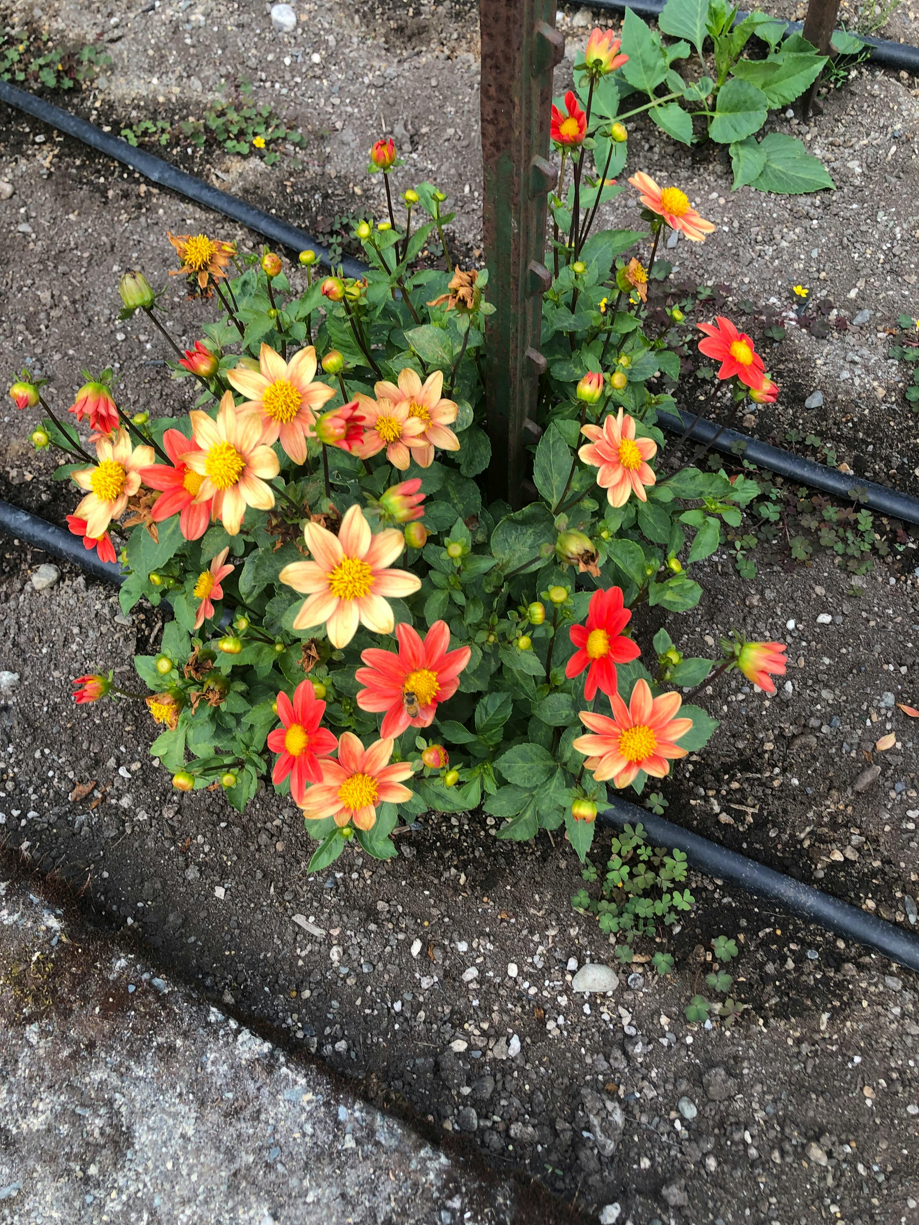 user avatar image for RoRooted