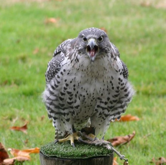 user avatar image for Sreeching Hawk