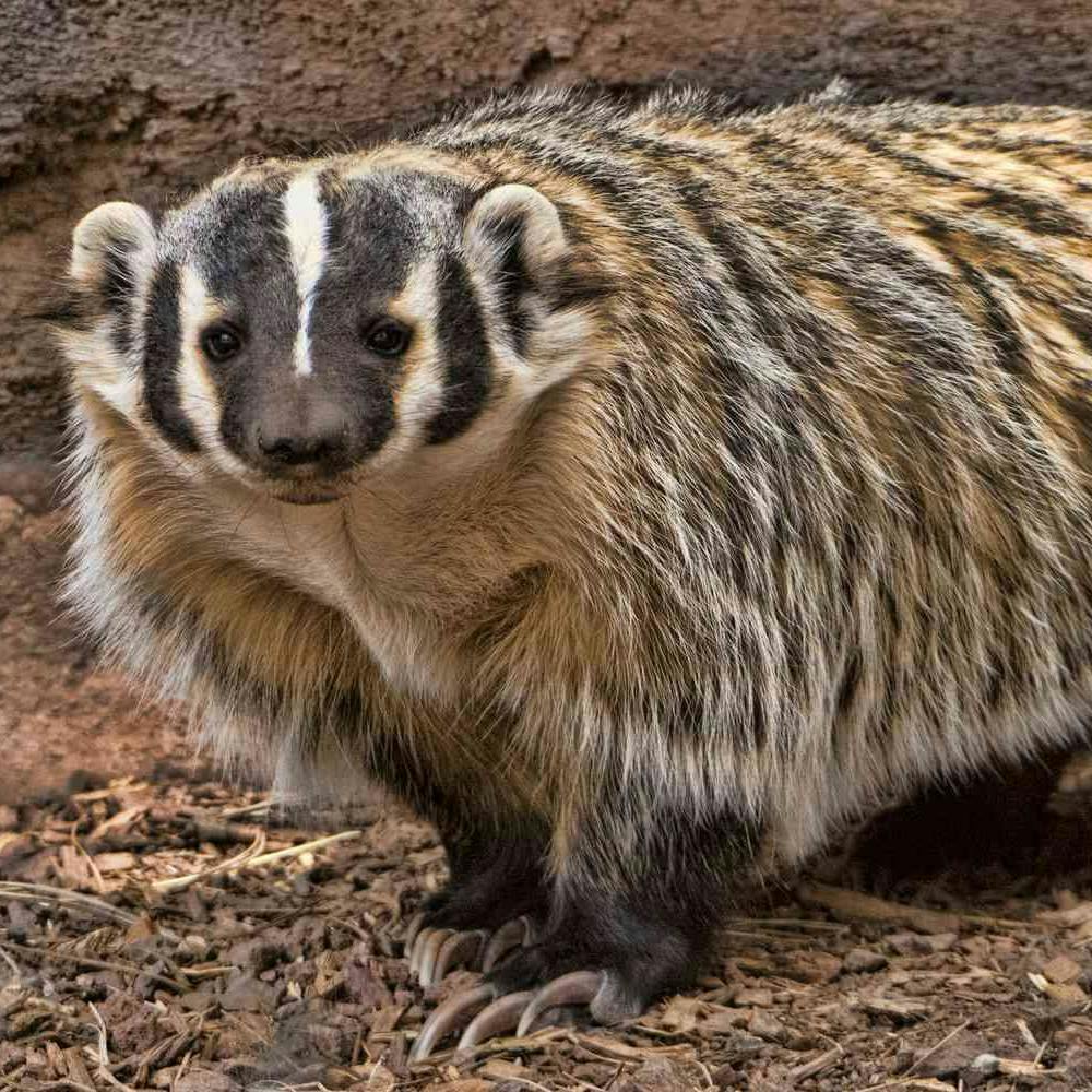 American Badger