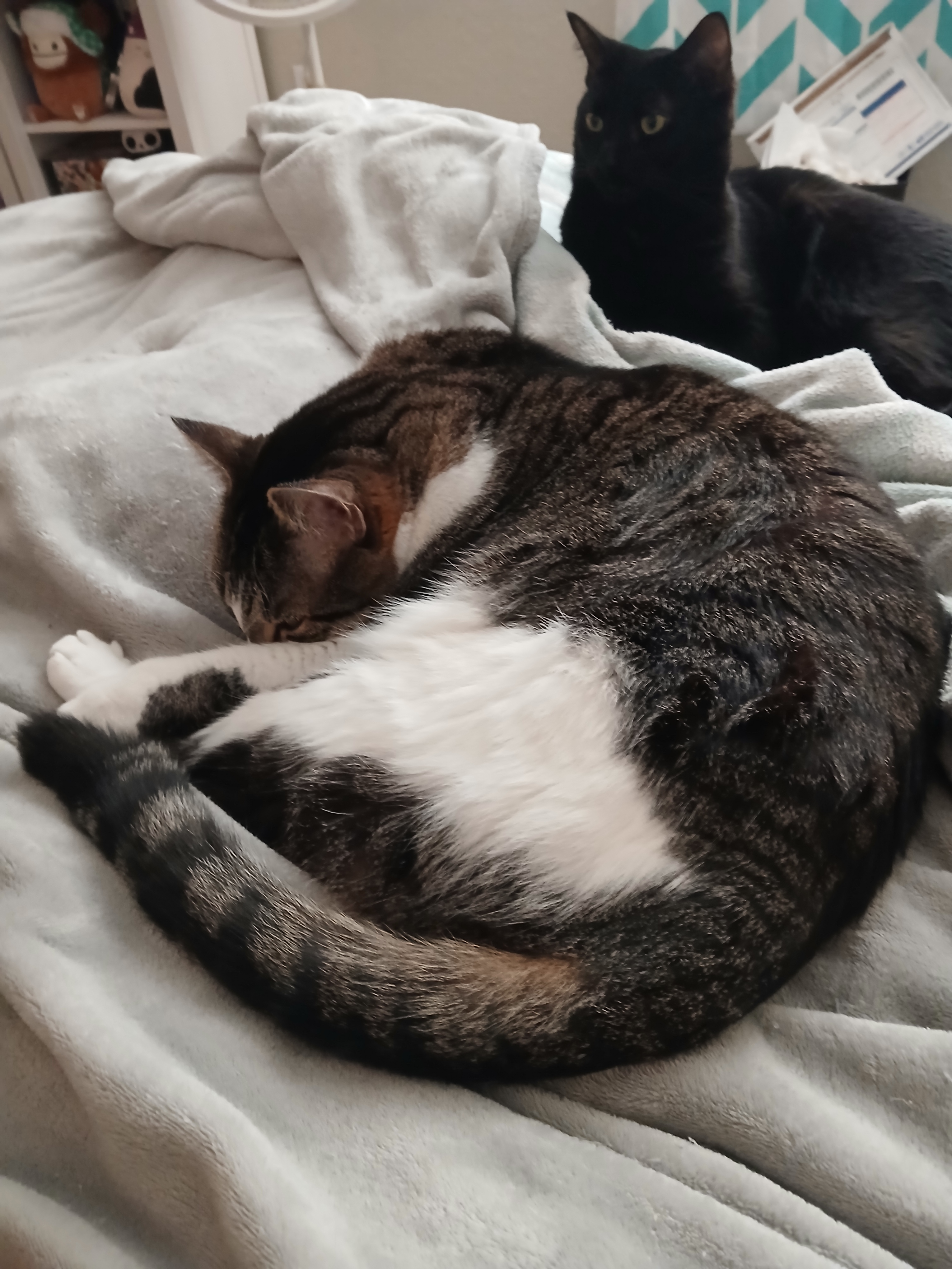 user avatar image for PKrisher