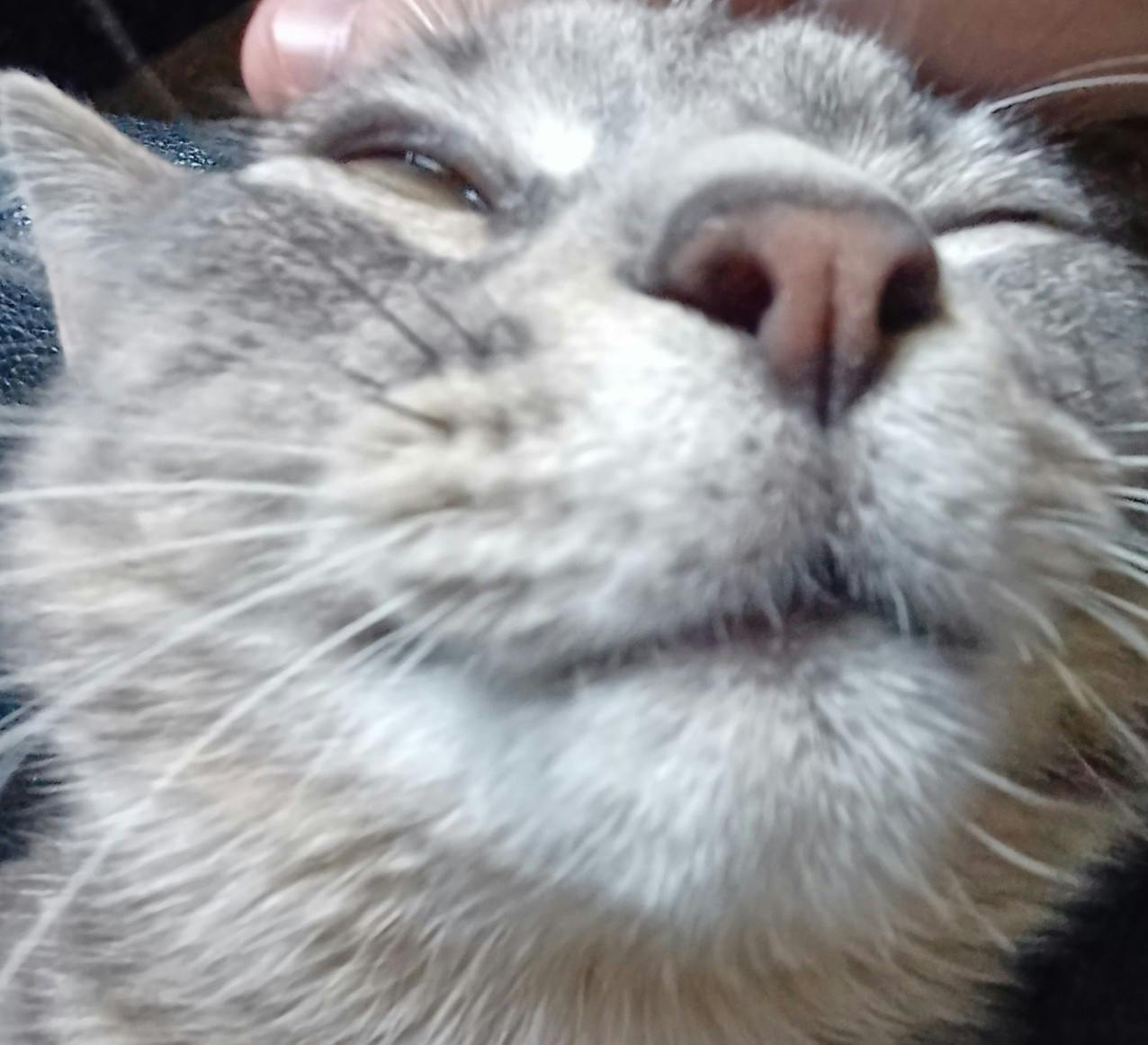 user avatar image for OhKoiFishy