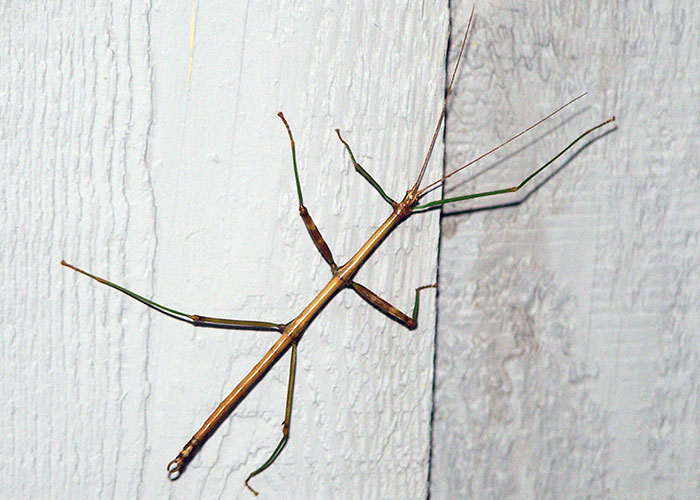 Walking Stick