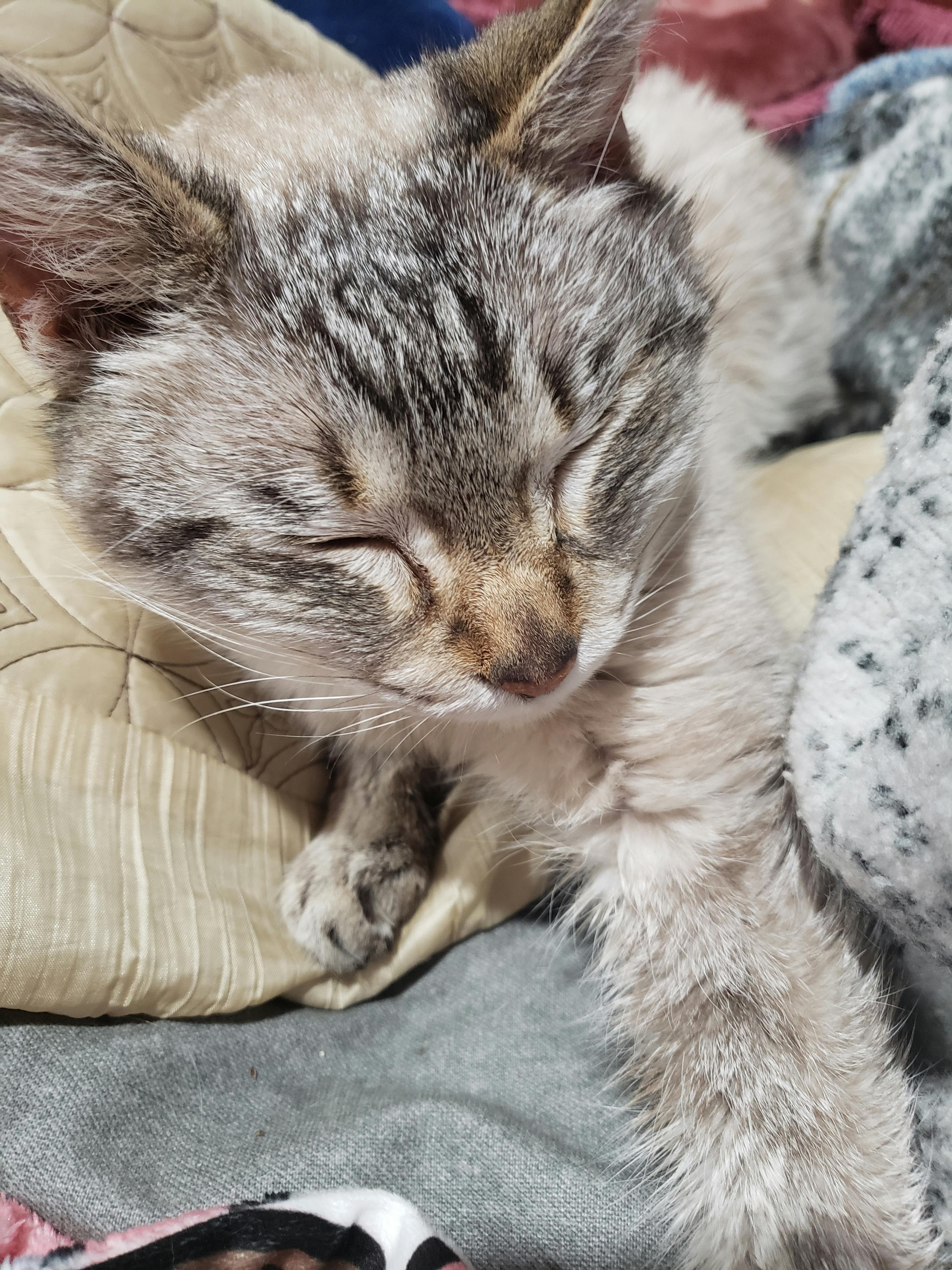 user avatar image for Scratchkitty 