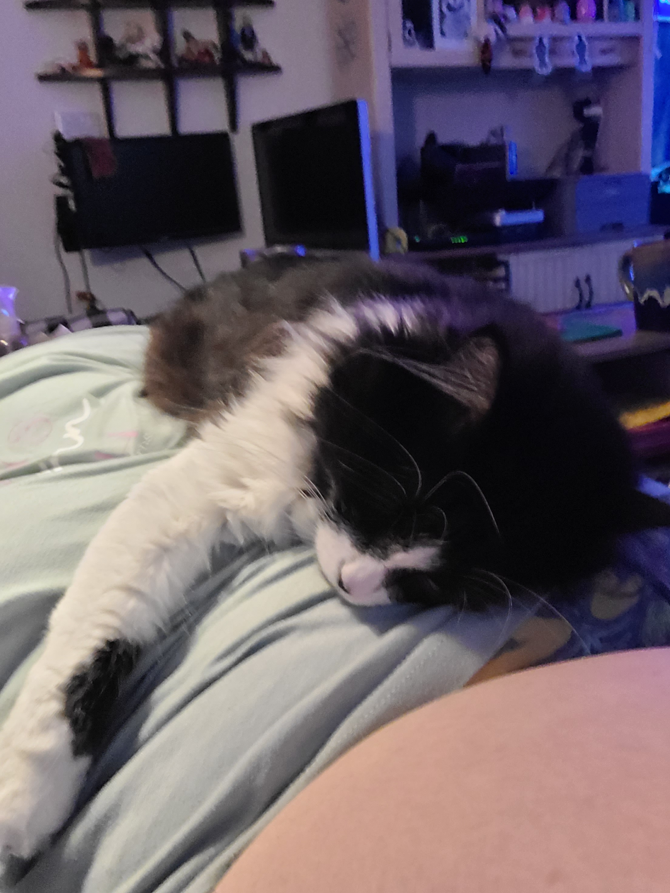 user avatar image for Stardust.Dragonfly