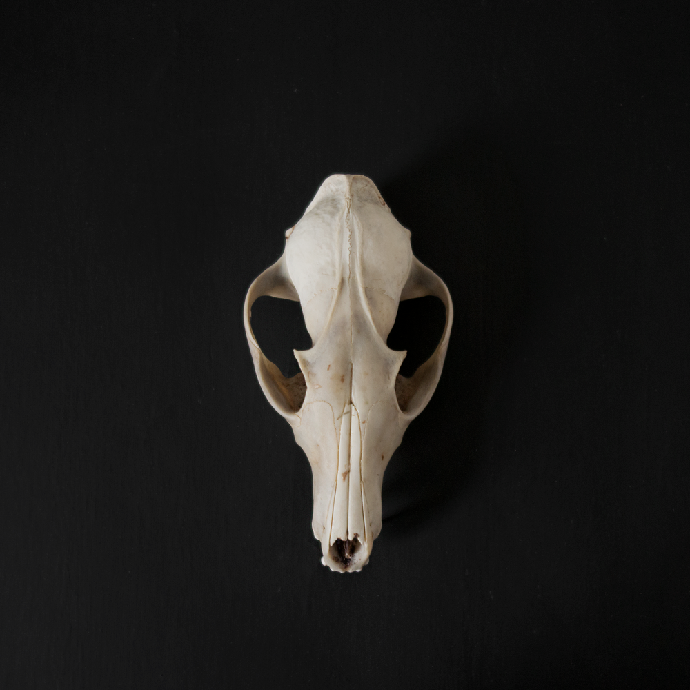 user avatar image for Fox Douglas