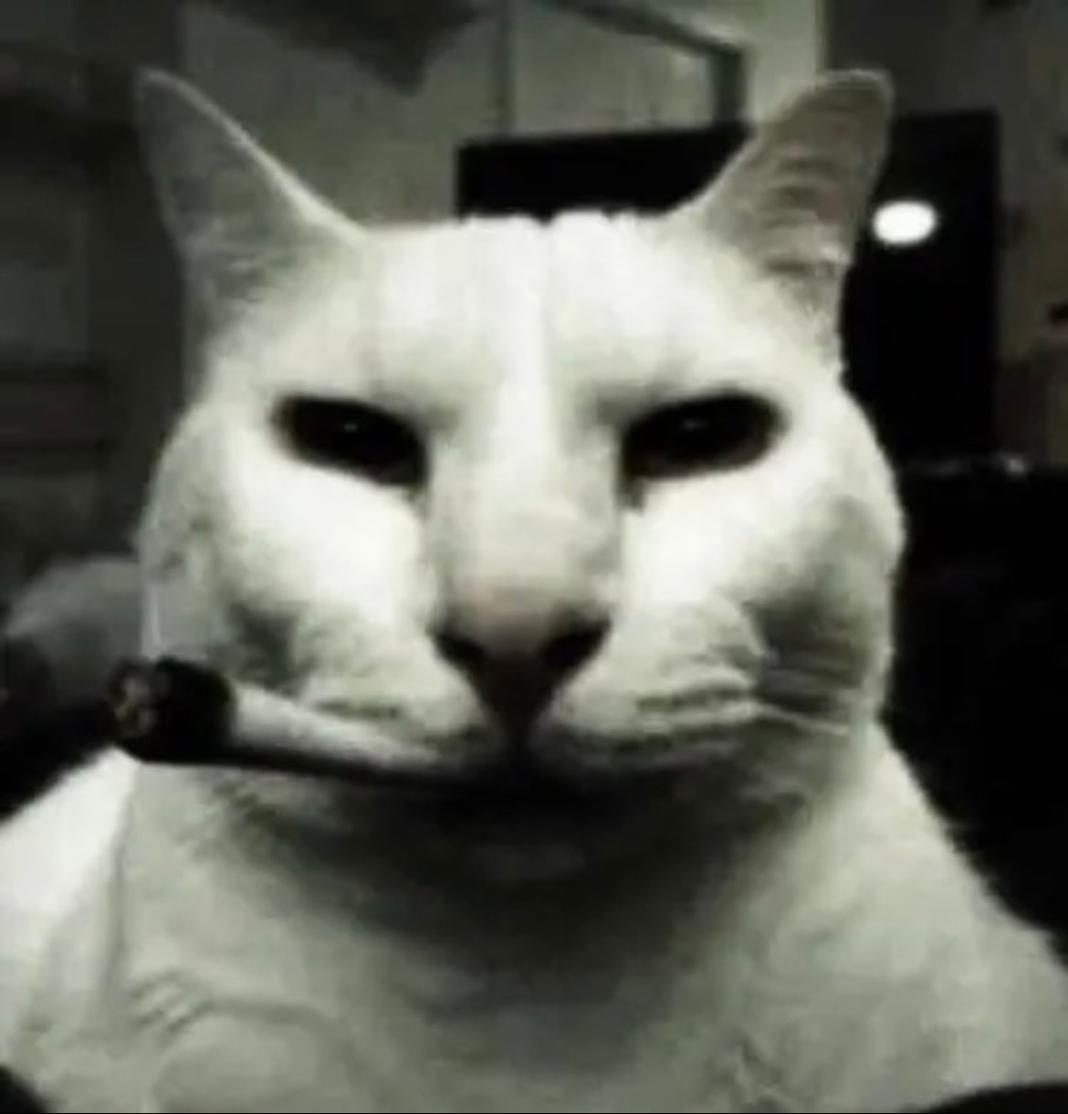 user avatar image for Shhnubneh