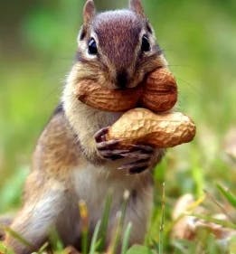 user avatar image for rustleinthewoods