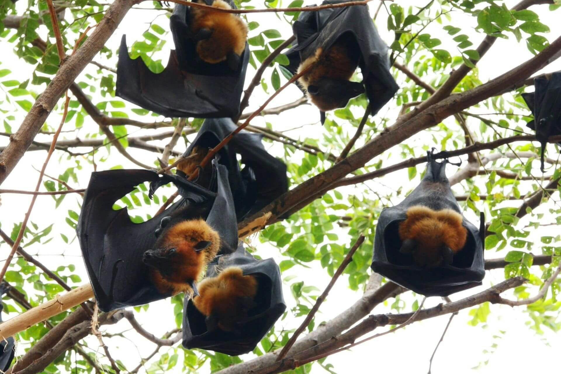 Flying Fox (Bat)