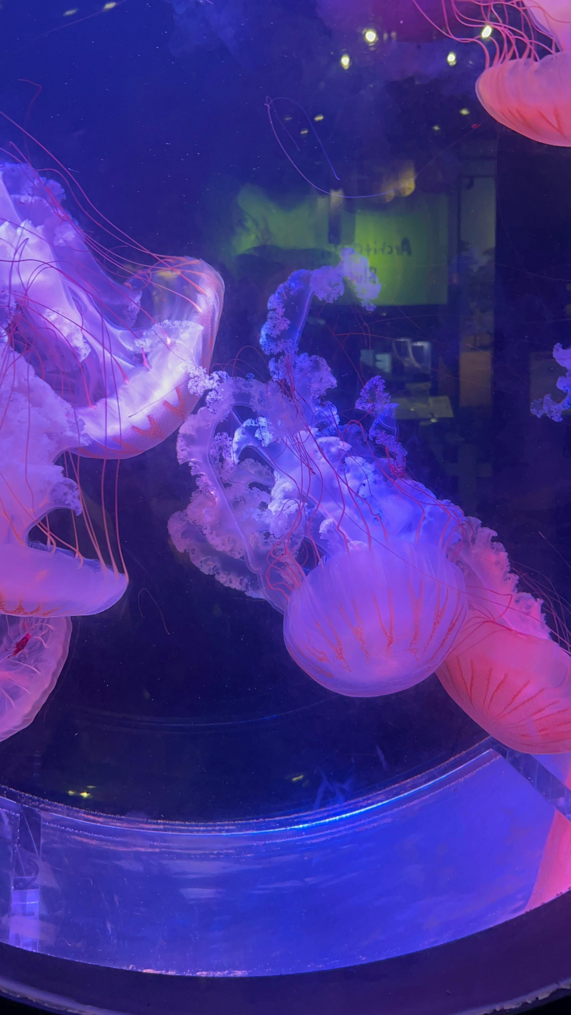 user avatar image for JellyQueen