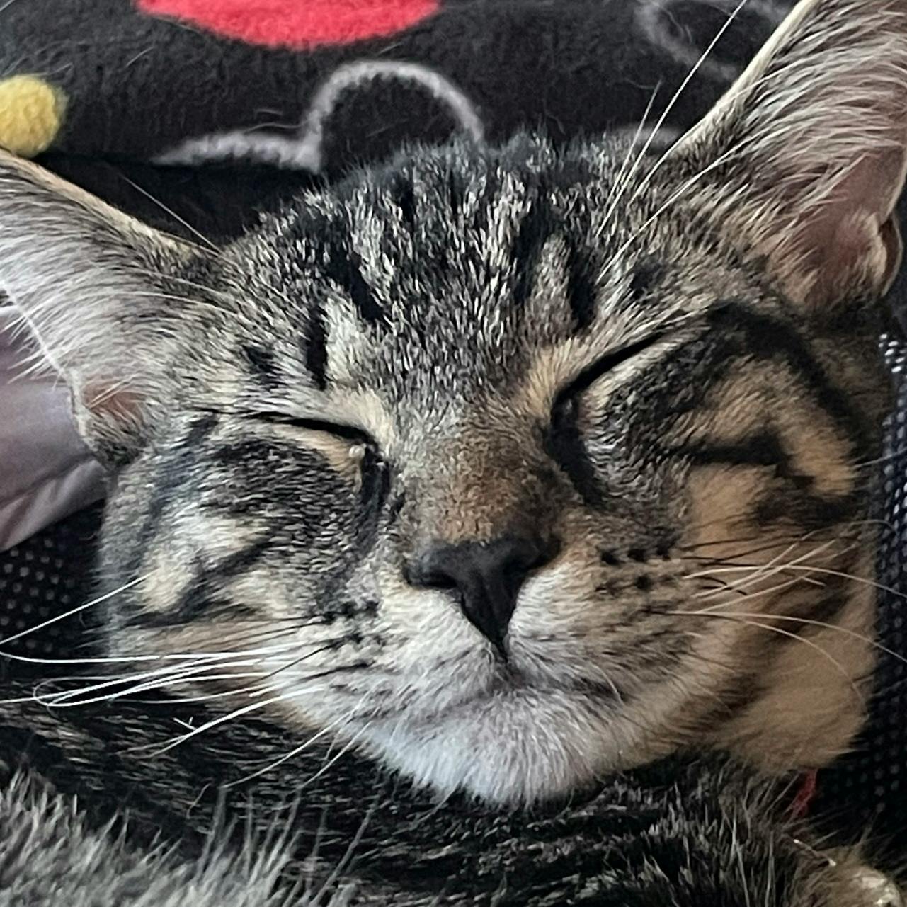 user avatar image for Paiskii