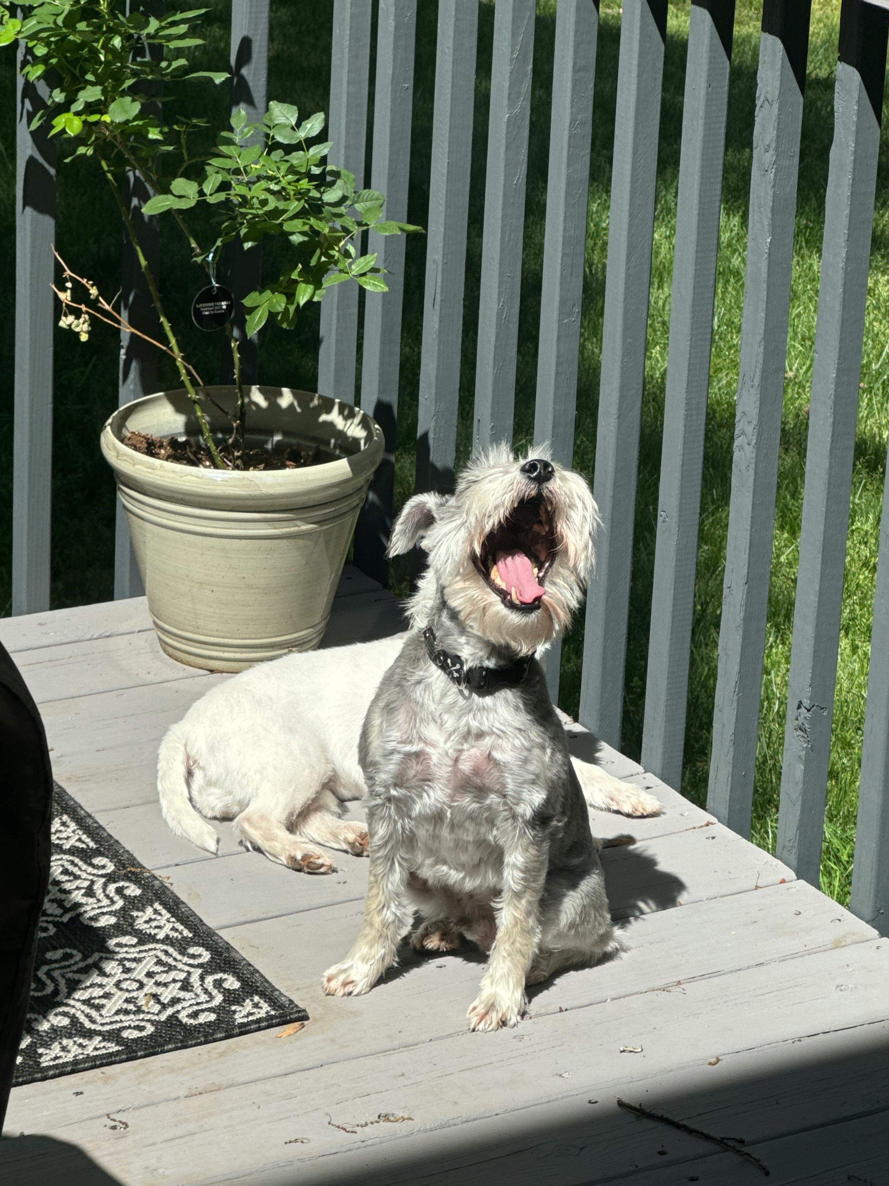 user avatar image for Squares