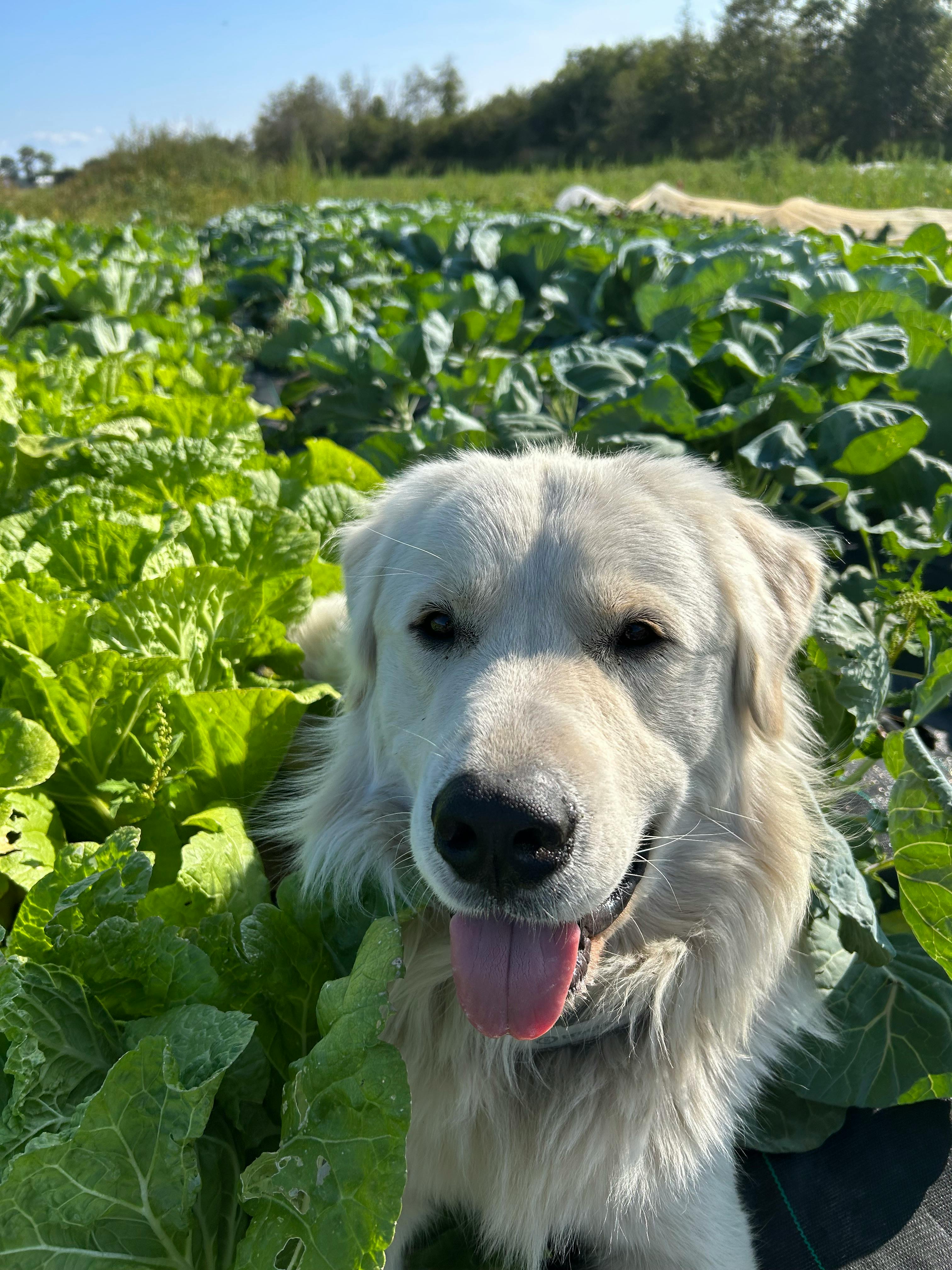 user avatar image for Sam