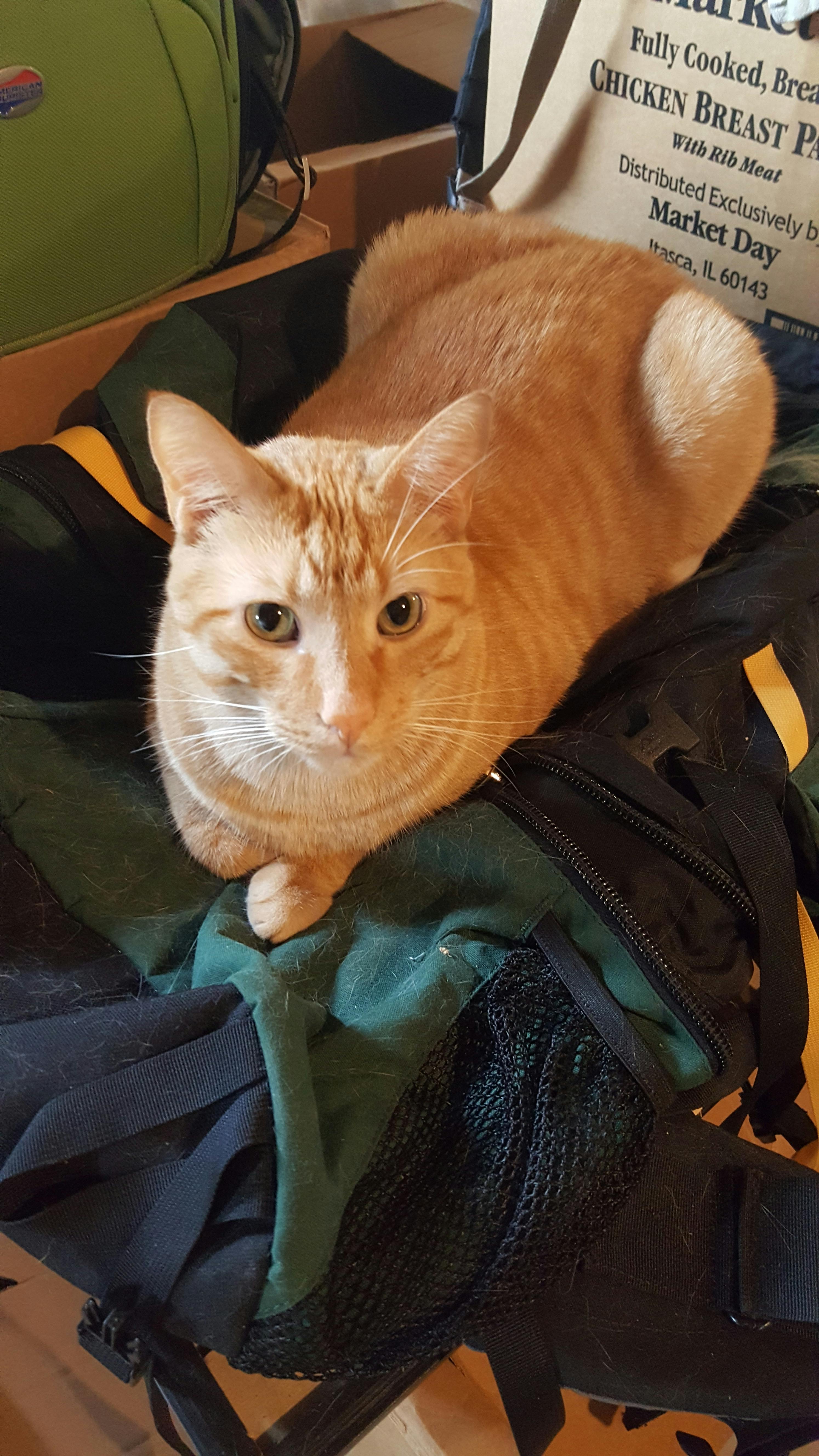 user avatar image for Zognor