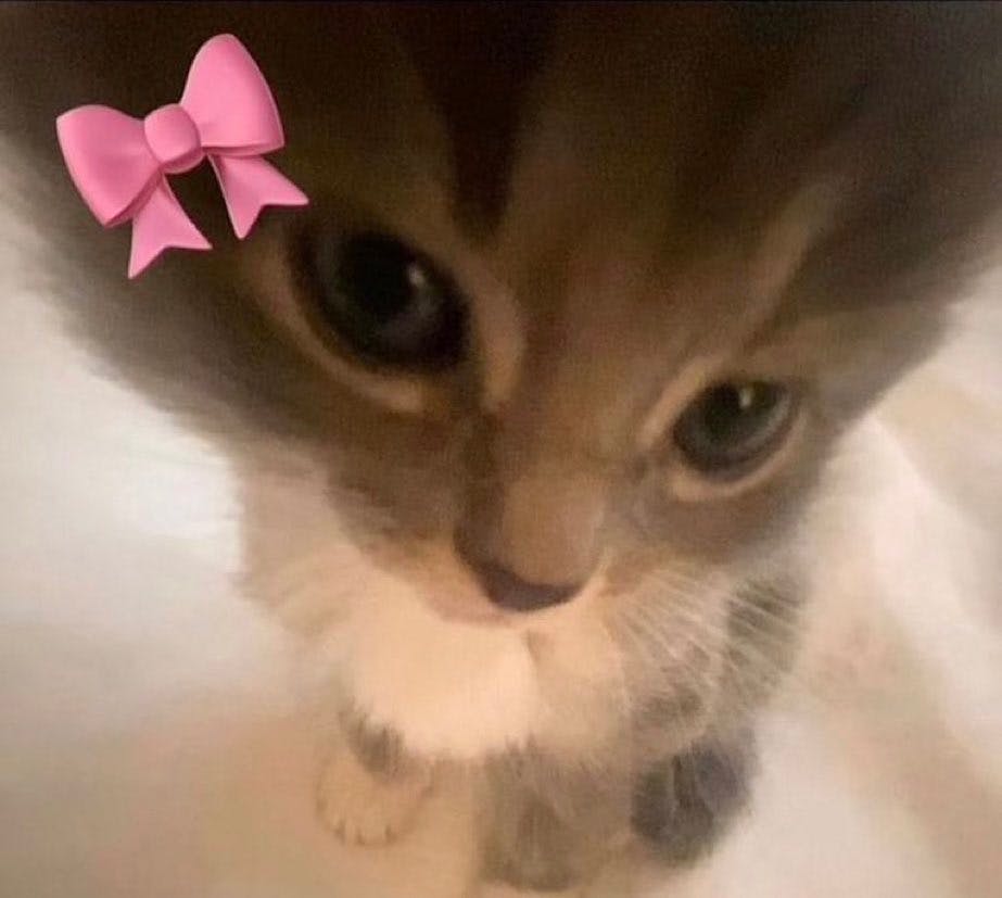 user avatar image for Maia