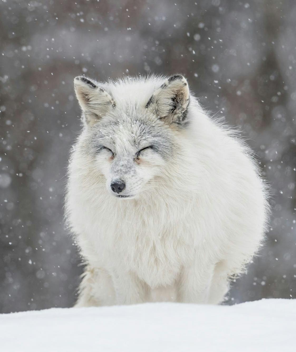 user avatar image for WornKnight ~ Strayest