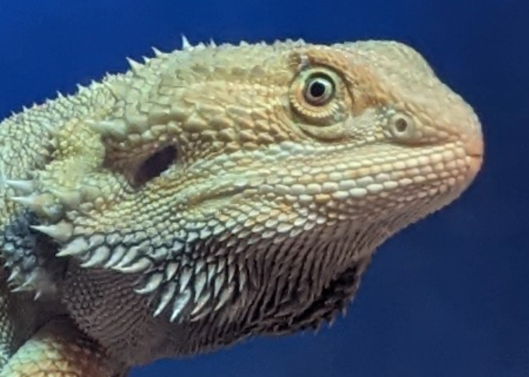 user avatar image for Kherrihk 