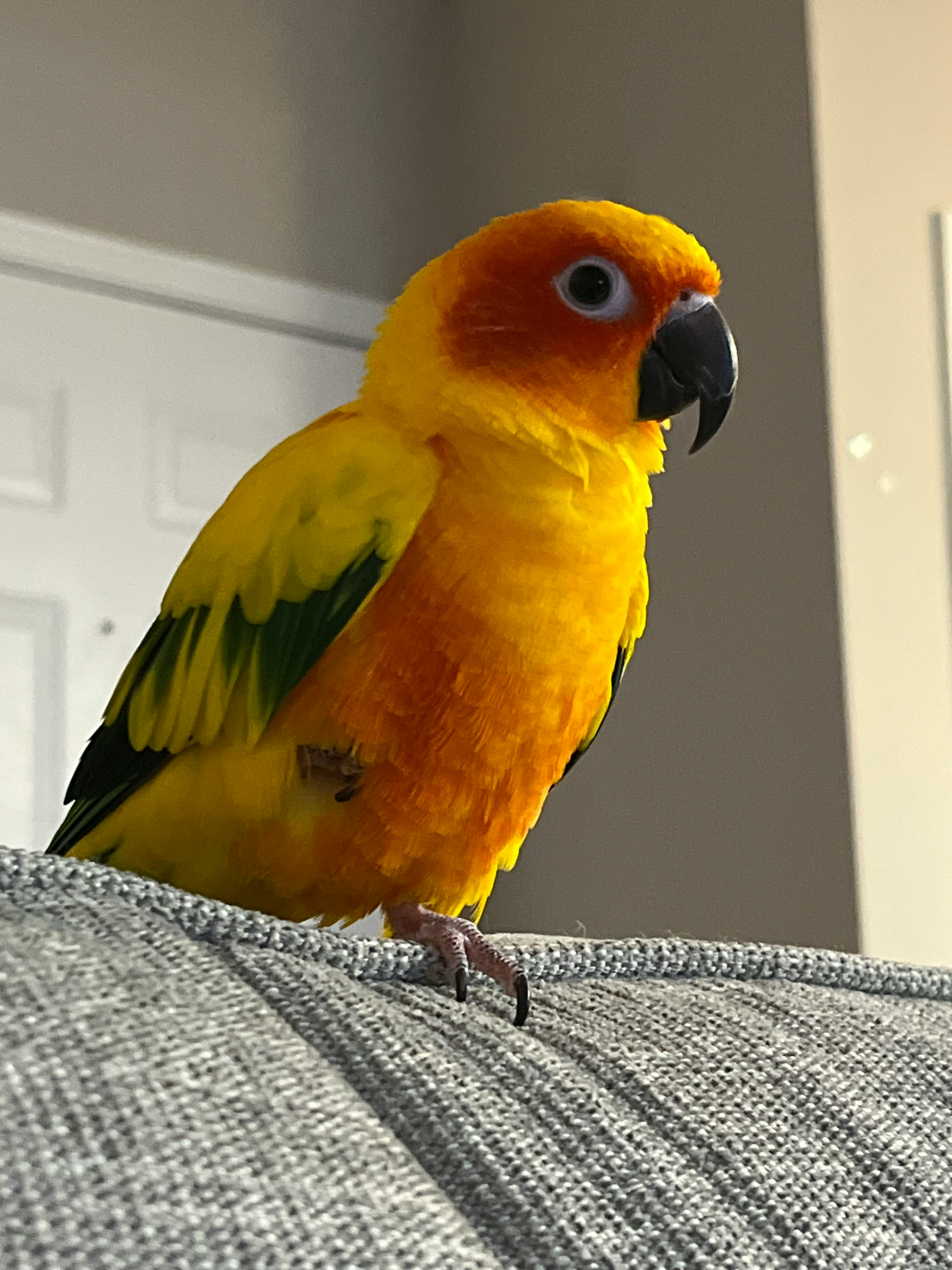 user avatar image for Ladybug 