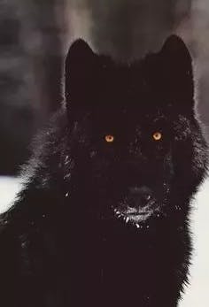 user avatar image for OnyxWolf